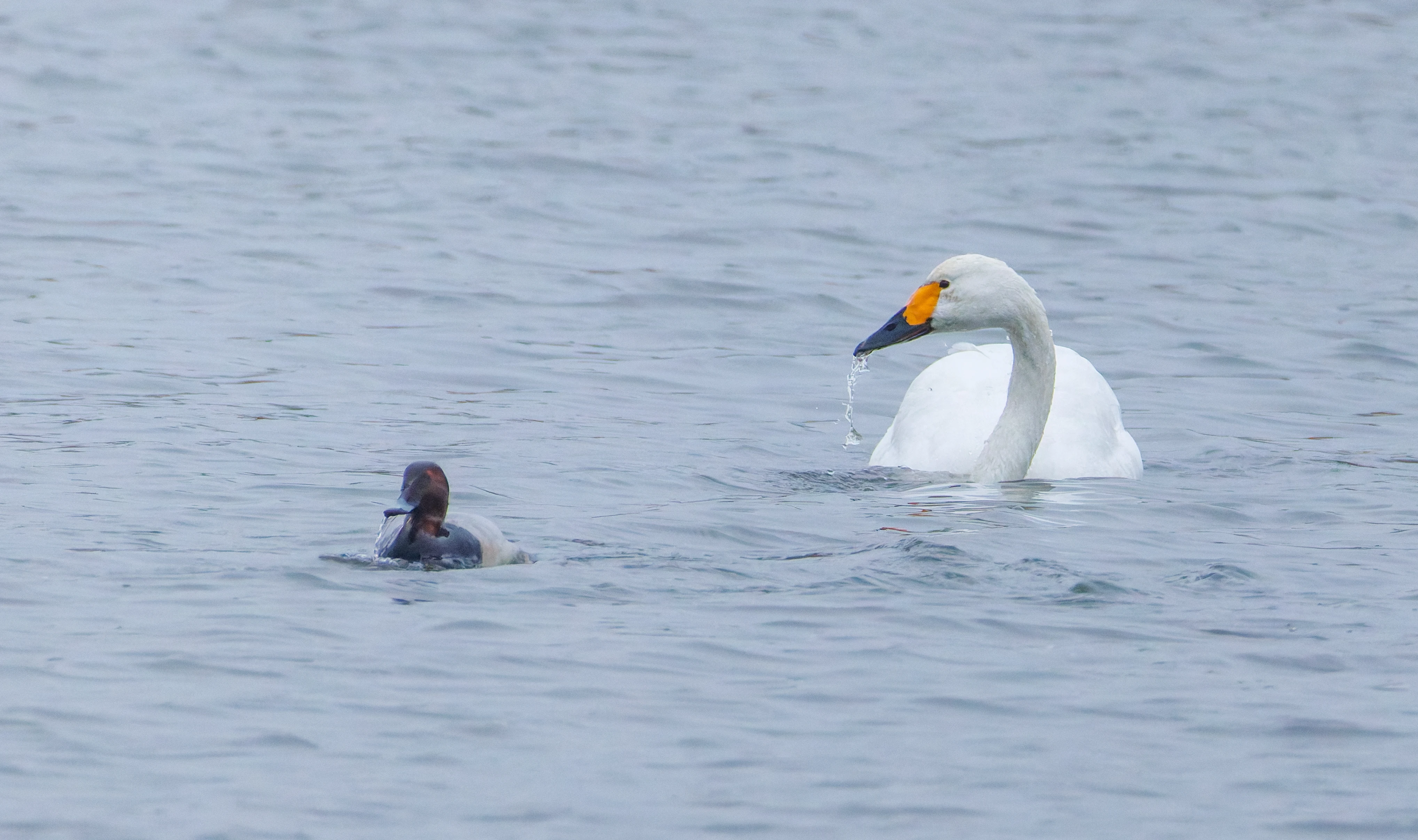 Bewick swan & Common Pochard, Oostvaardersplassen, Lelystad, Flevoland, Netherlands — photo by Orlando Prugel-Bennett