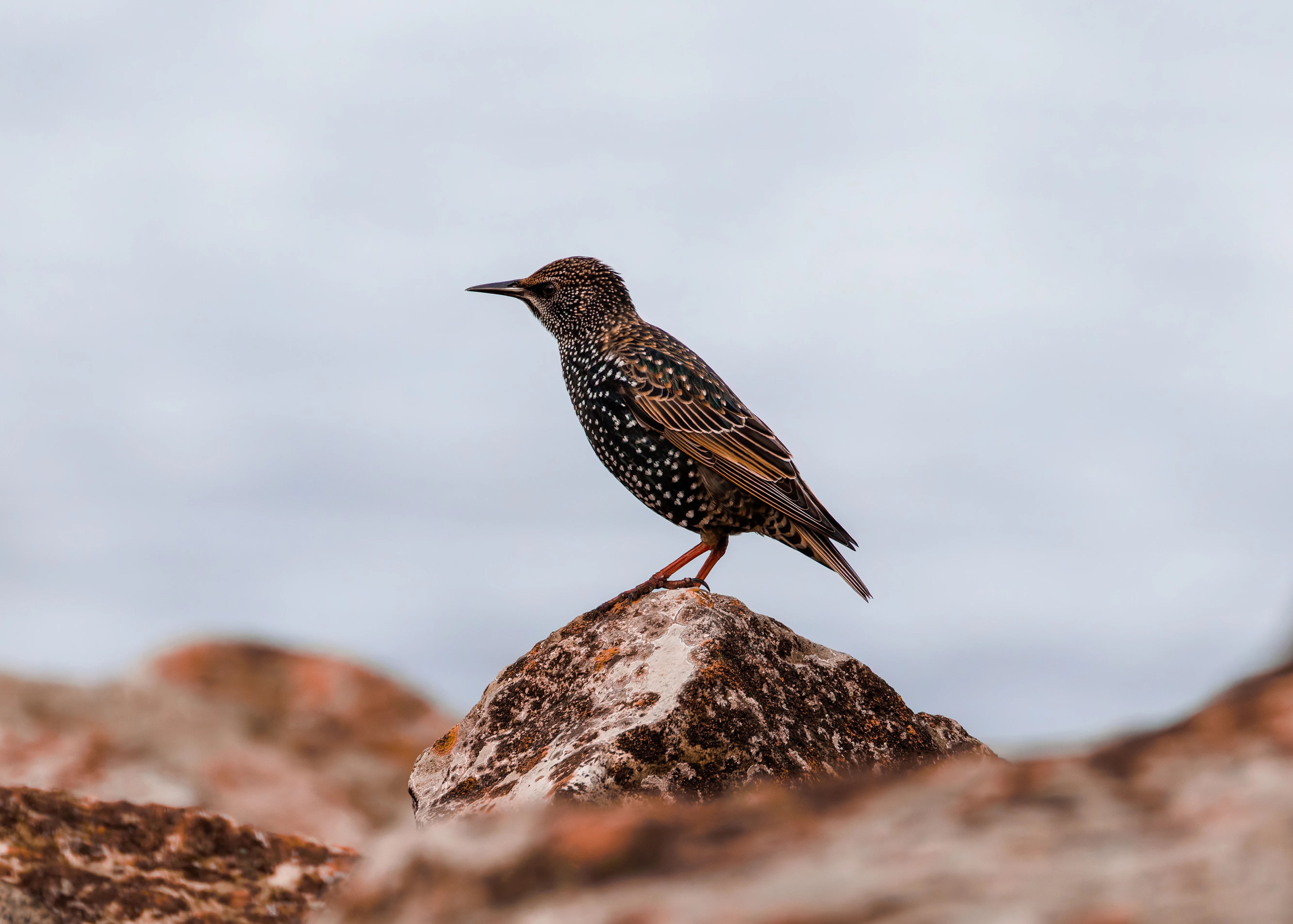 Starling, Morecambe, UK — photo by Orlando Prugel-Bennett