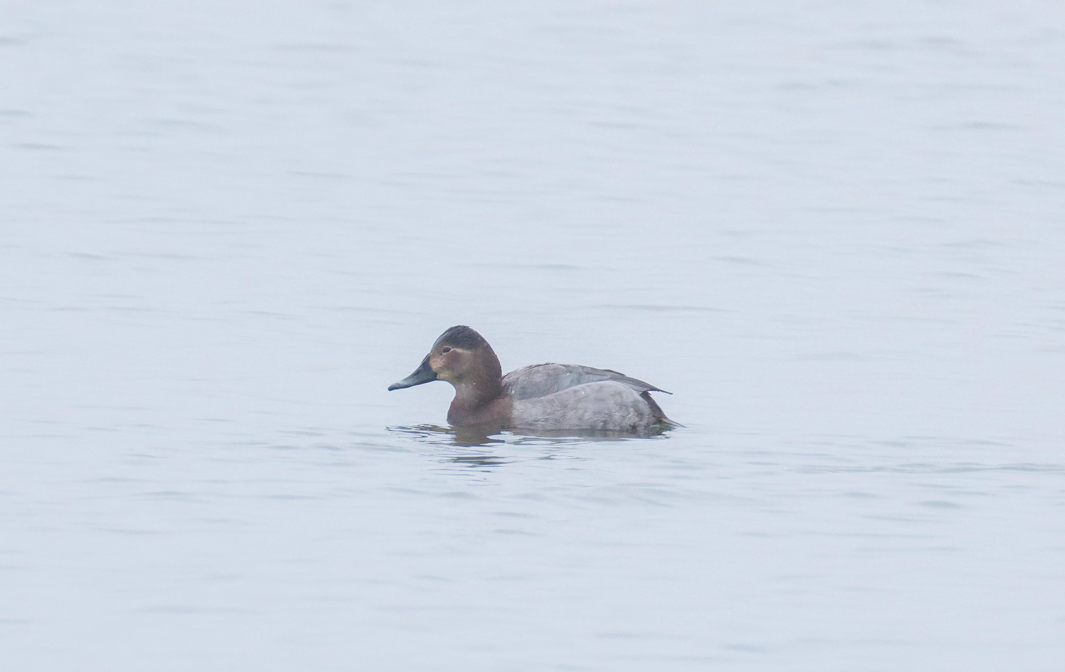 Common Pochard, Oostvaardersplassen, Lelystad, Flevoland, Netherlands — photo by Orlando Prugel-Bennett