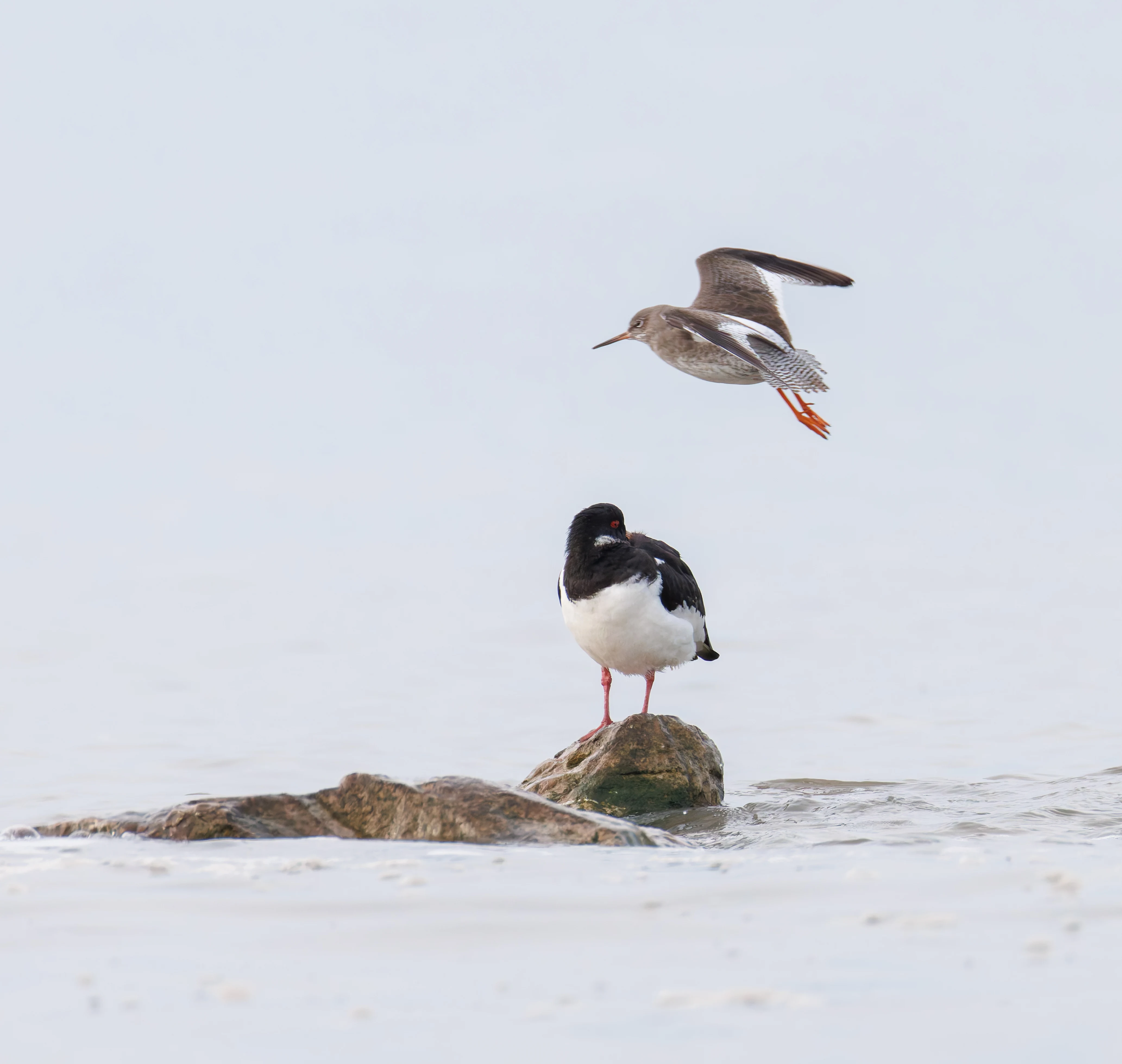 Oystercatcher with Redshank Flying, Morecambe, UK — photo by Orlando Prugel-Bennett