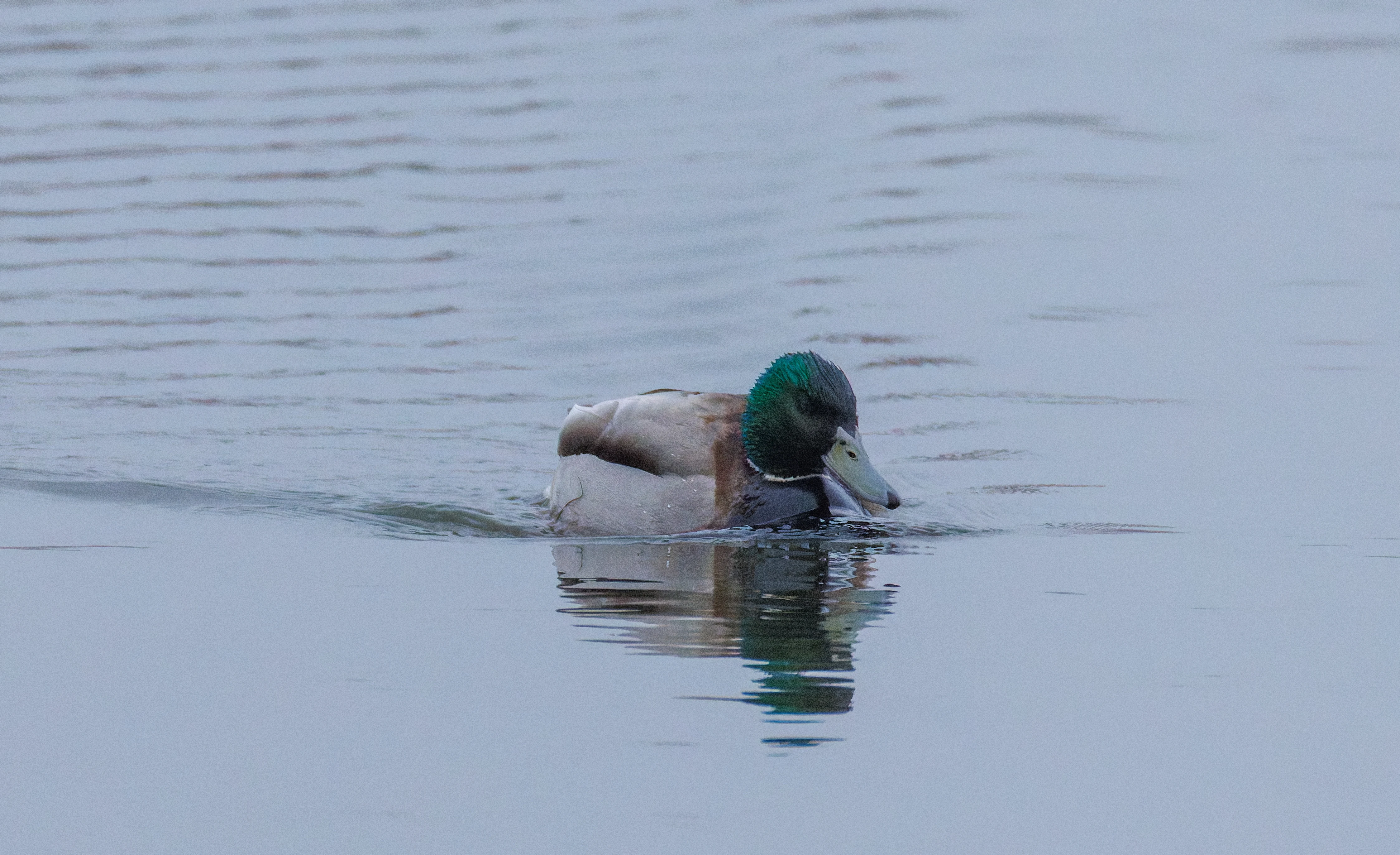 Mallard, Oostvaardersplassen, Lelystad, Flevoland, Netherlands — photo by Orlando Prugel-Bennett