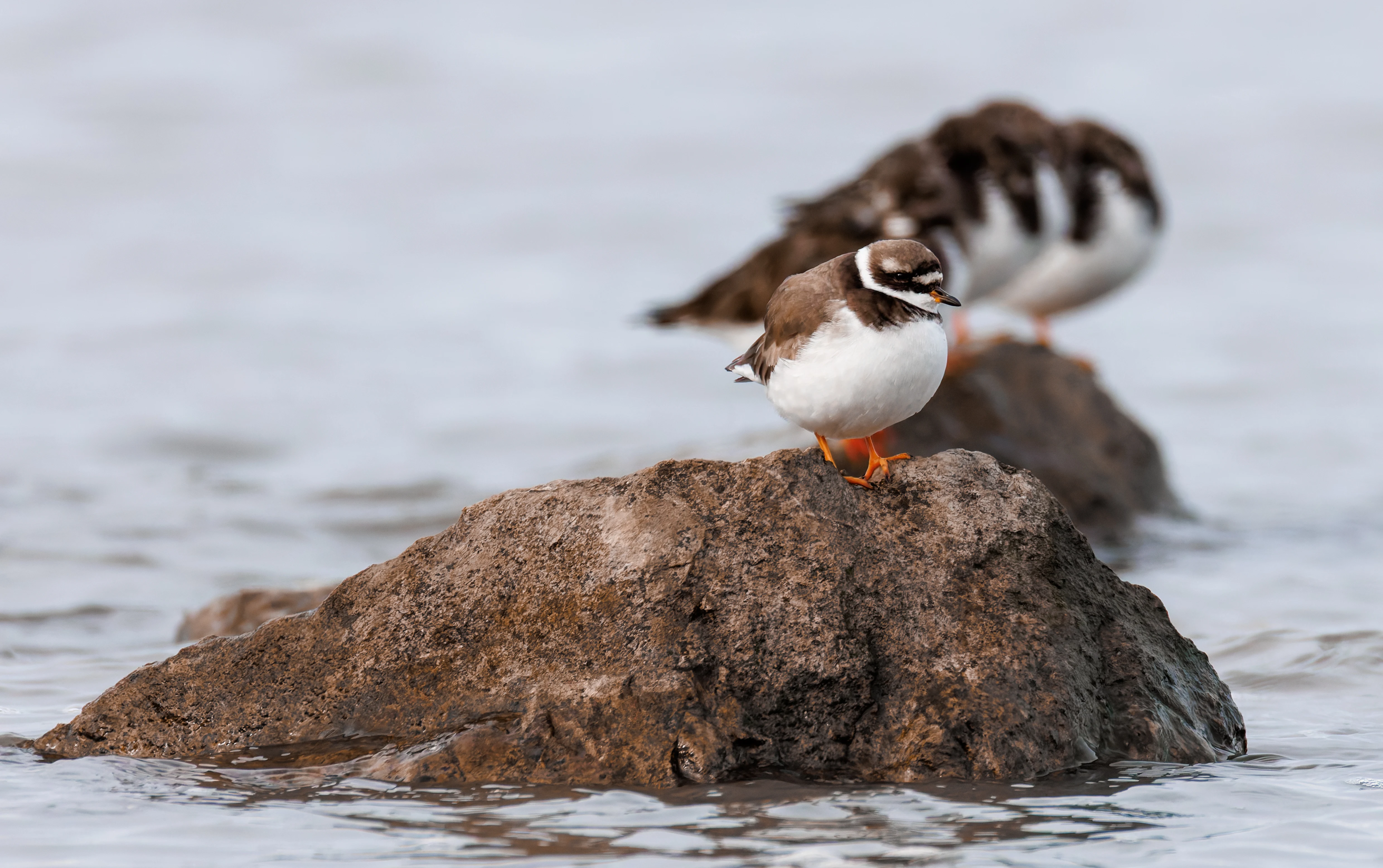 Common Ringed Plover with Ruddy Turnstones, Morecambe, UK — photo by Orlando Prugel-Bennett