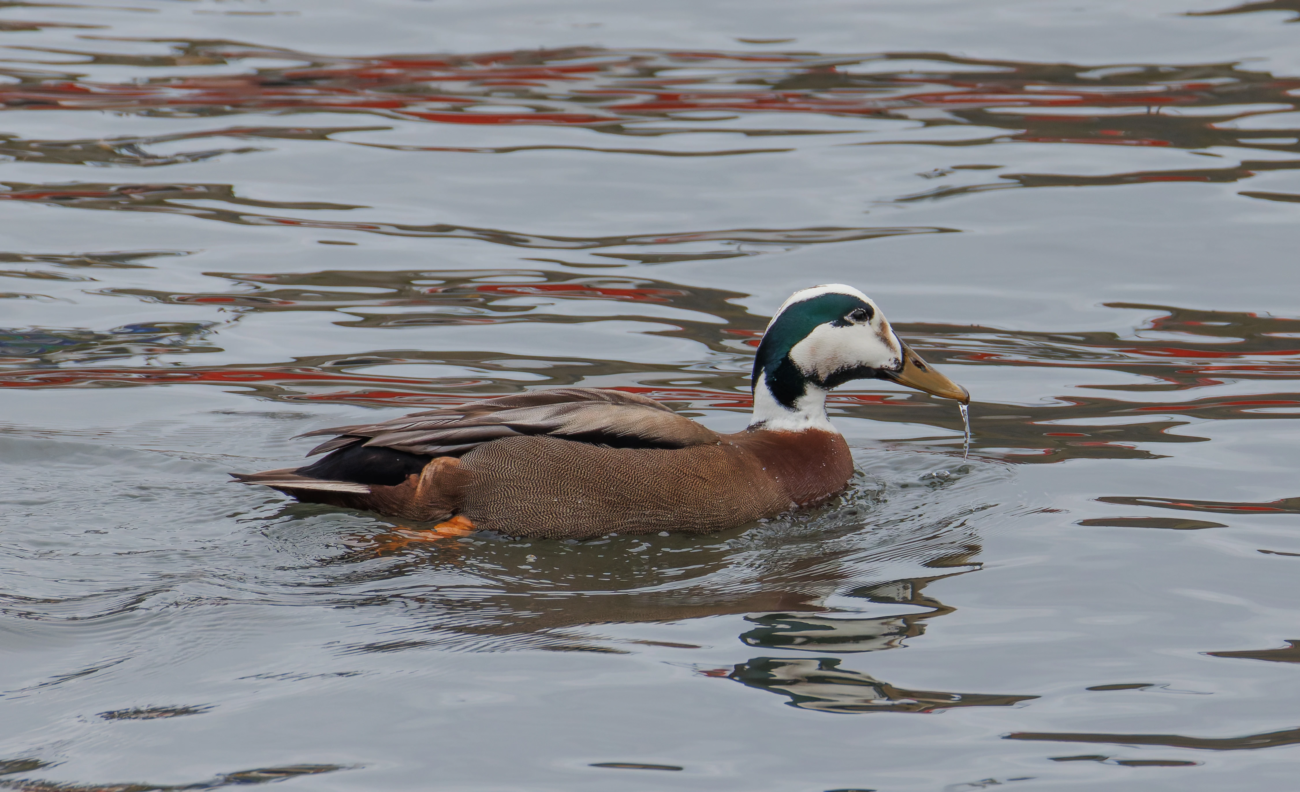 Mallard X Eider Duck, Seahouses, Northumberland, UK — photo by Orlando Prugel-Bennett