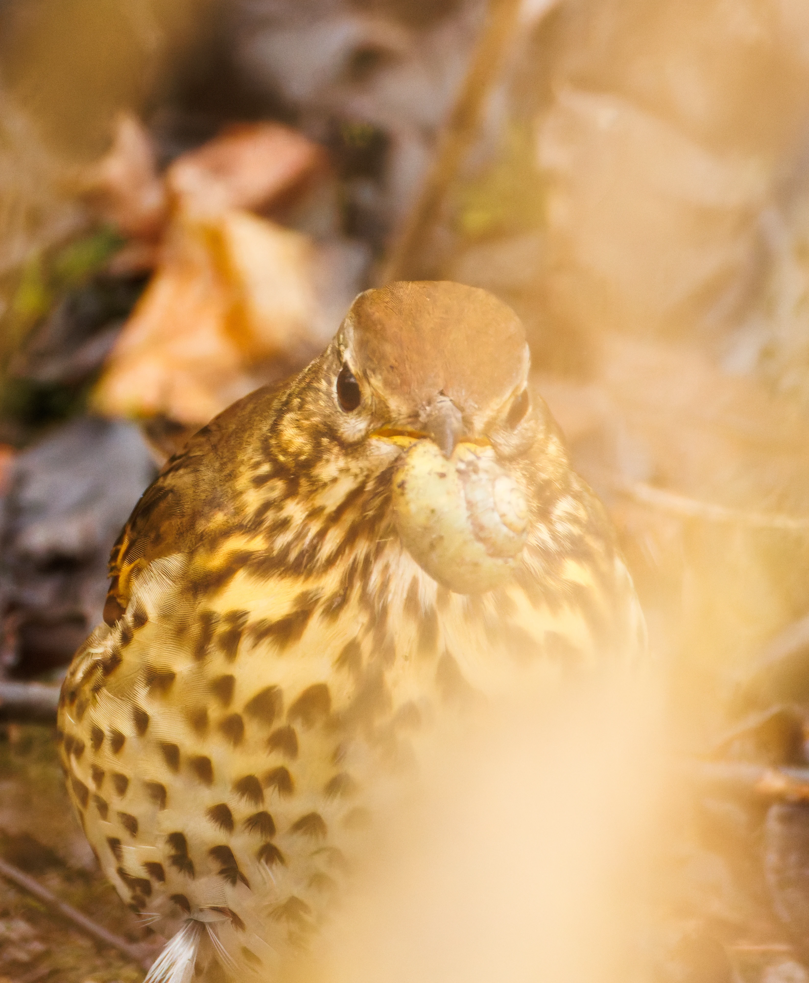 Song Thrush, Oostvaardersplassen, Lelystad, Flevoland, Netherlands — photo by Orlando Prugel-Bennett