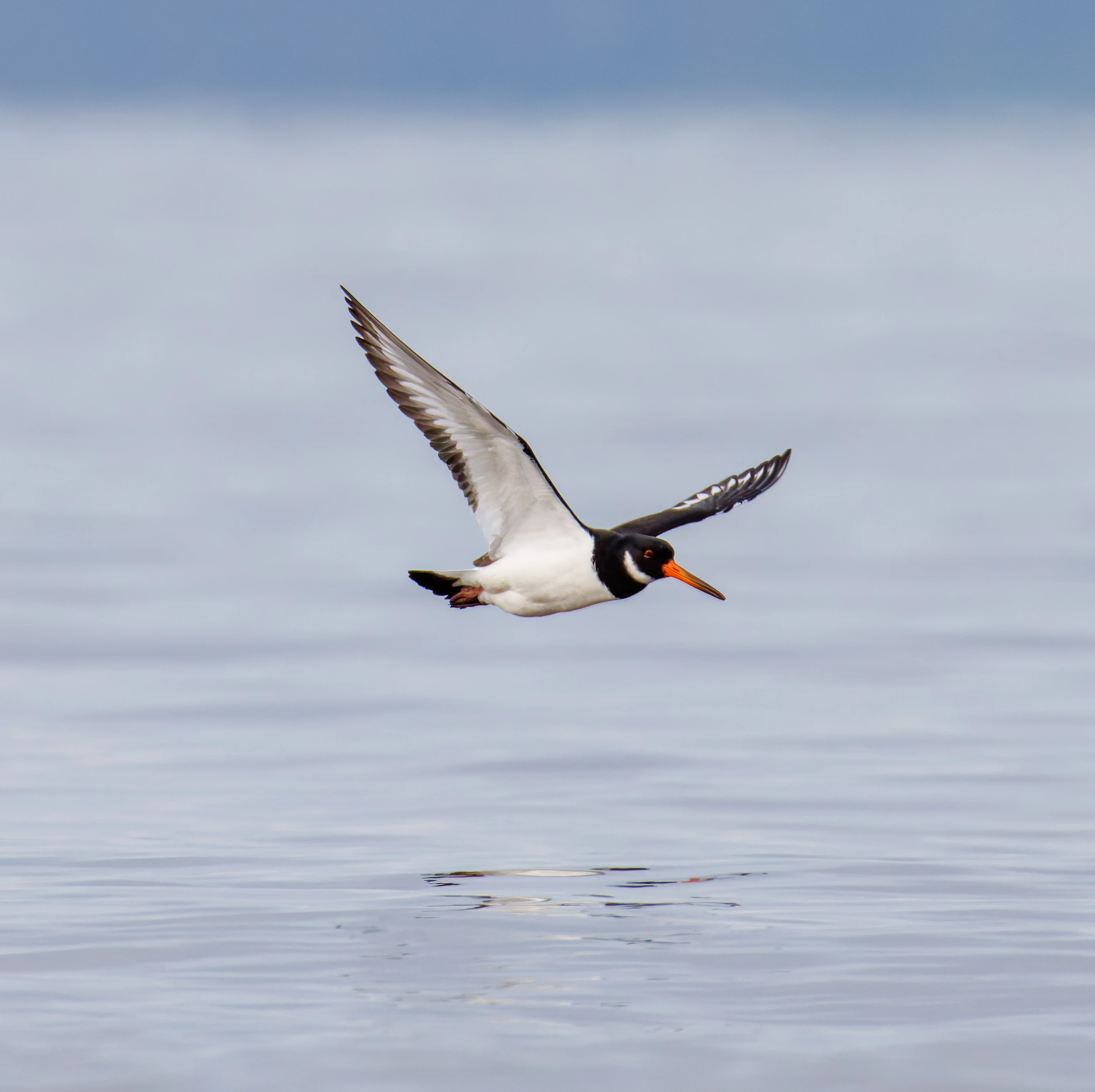 Oystercatcher, Morecambe, UK — photo by Orlando Prugel-Bennett
