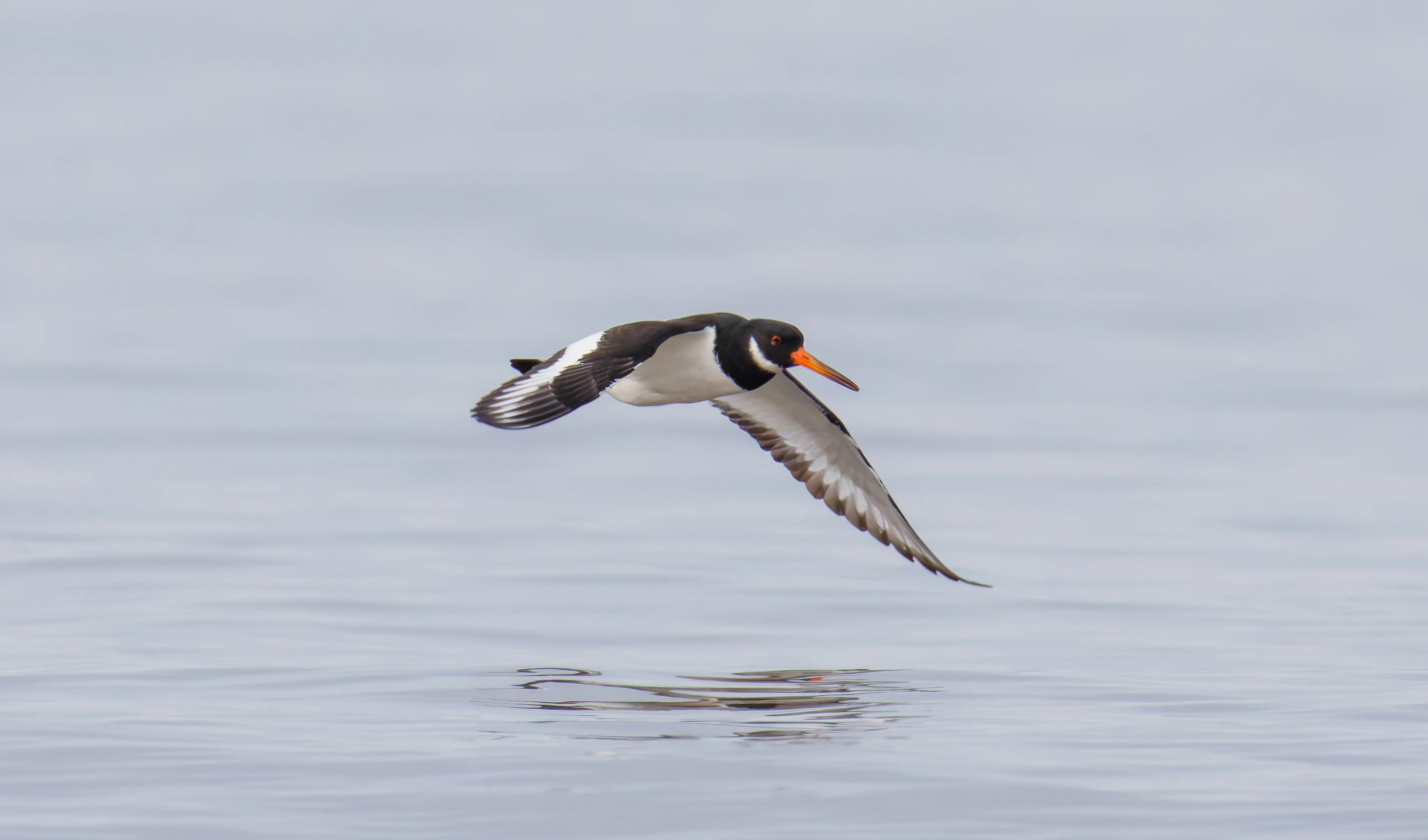 Oystercatcher, Morecambe, UK — photo by Orlando Prugel-Bennett