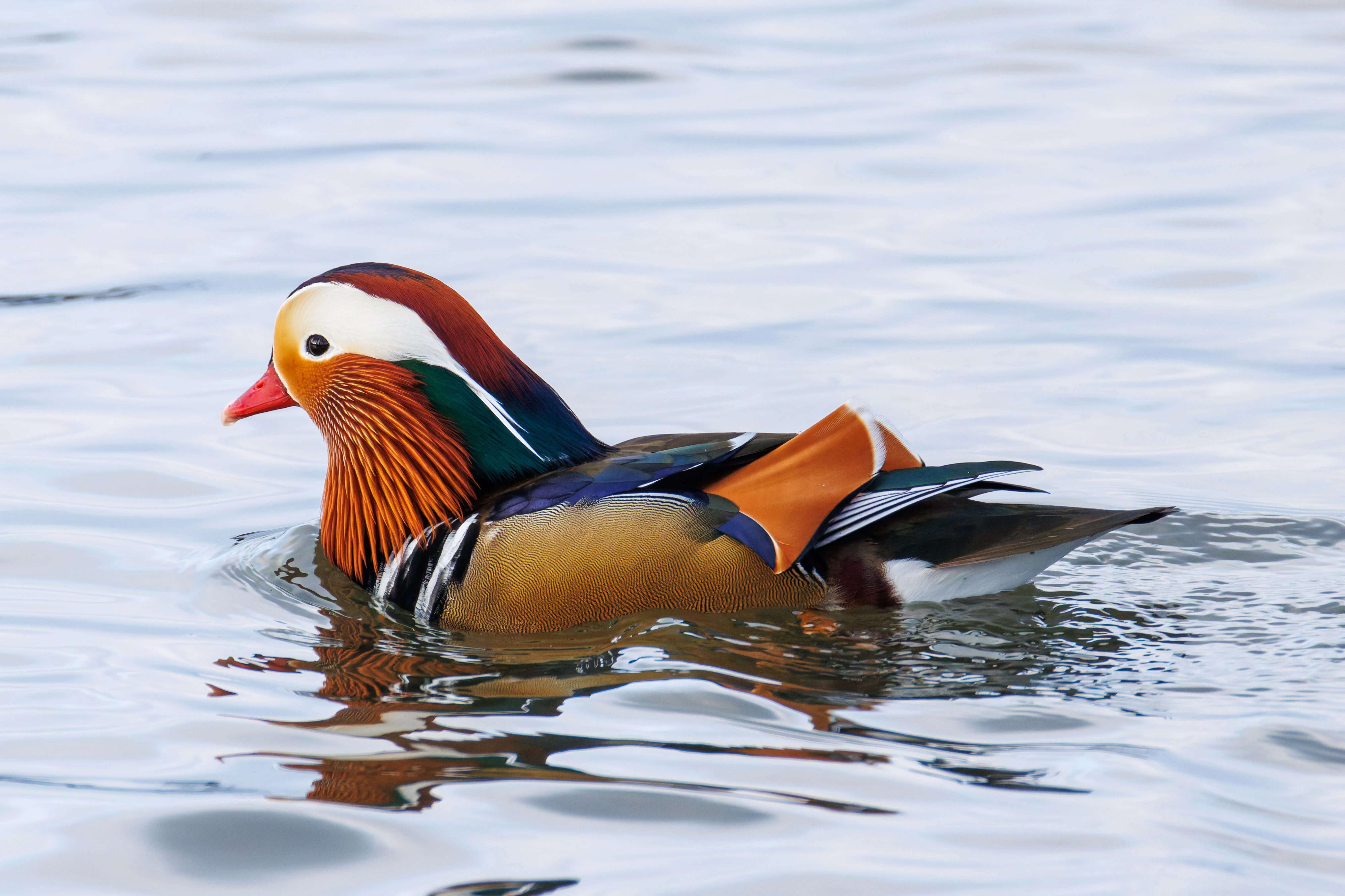 Male Mandarin Duck, Lake Windermere, UK — photo by Orlando Prugel-Bennett