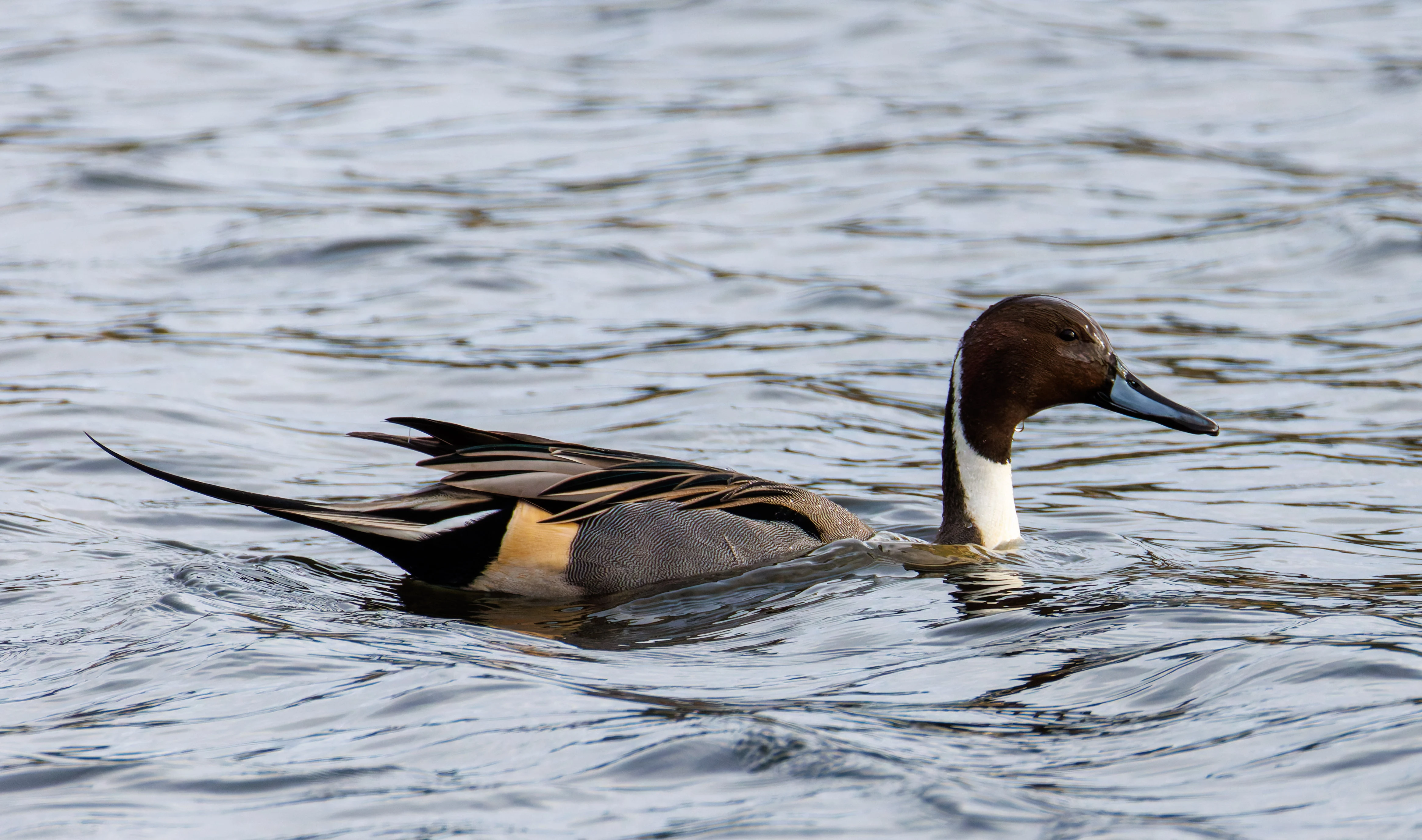 Pintail, Leighton Moss, UK — photo by Orlando Prugel-Bennett