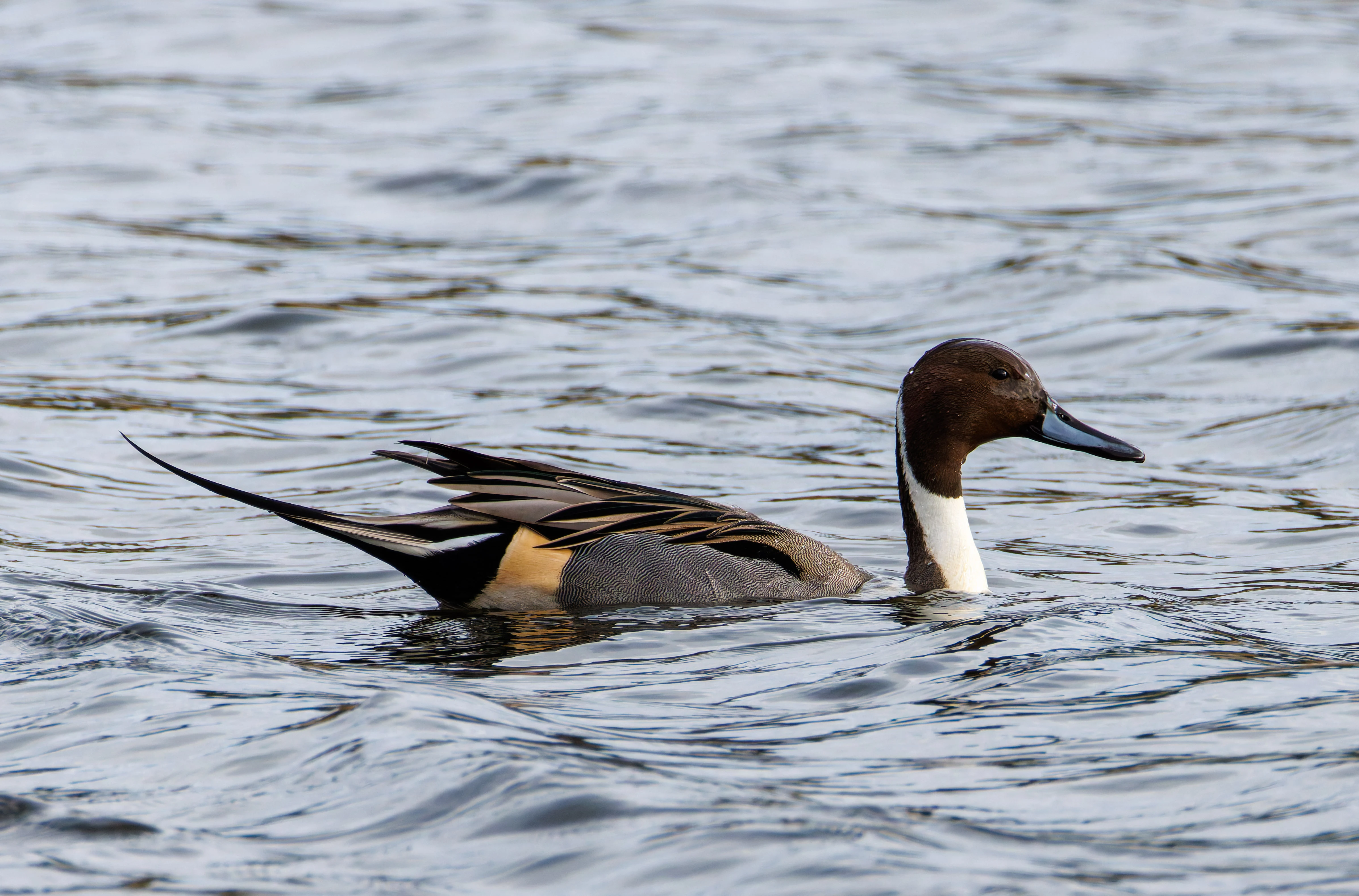 Pintail, Leighton Moss, UK — photo by Orlando Prugel-Bennett