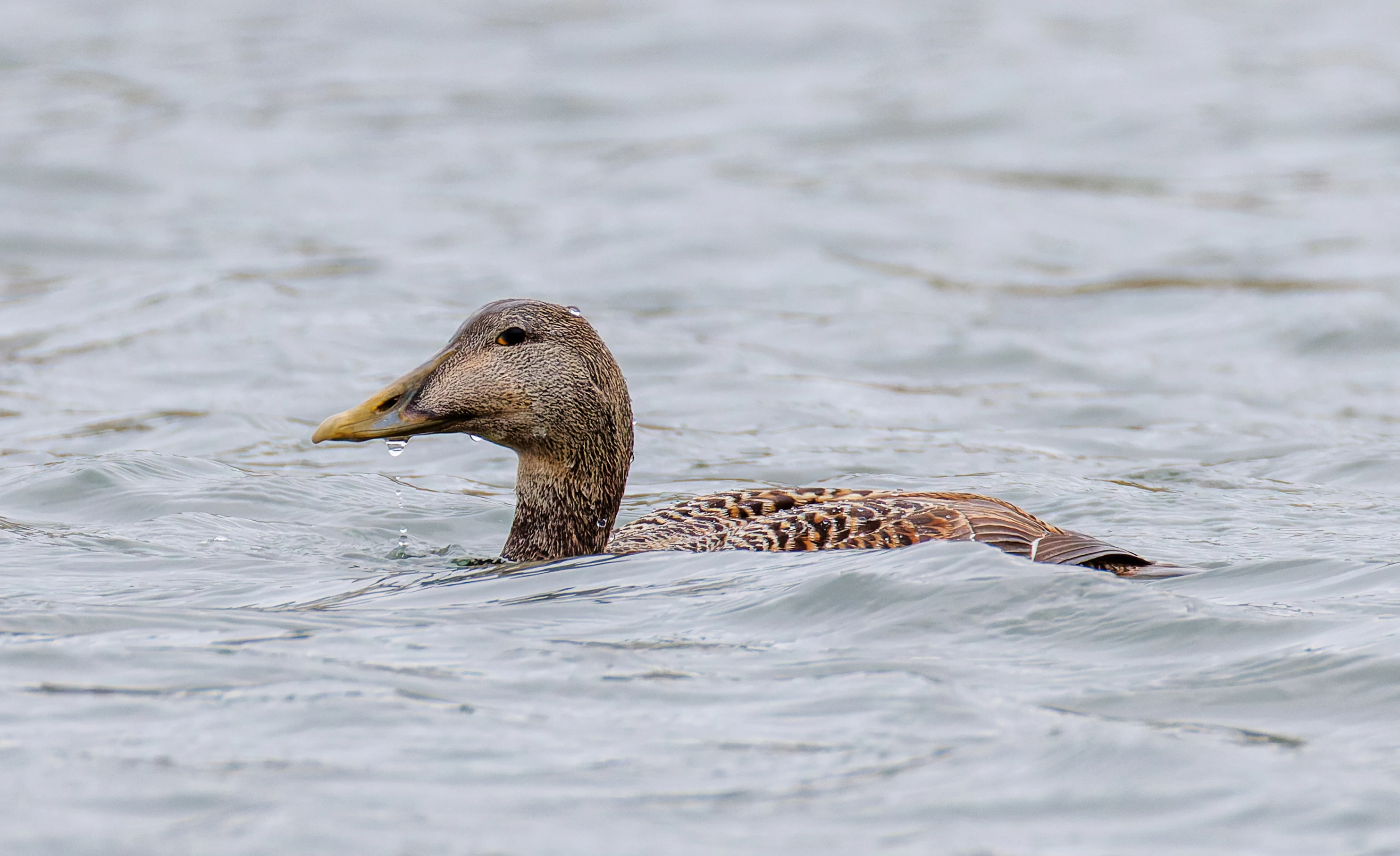 Common Eider, Seahouses, Northumberland, UK — photo by Orlando Prugel-Bennett