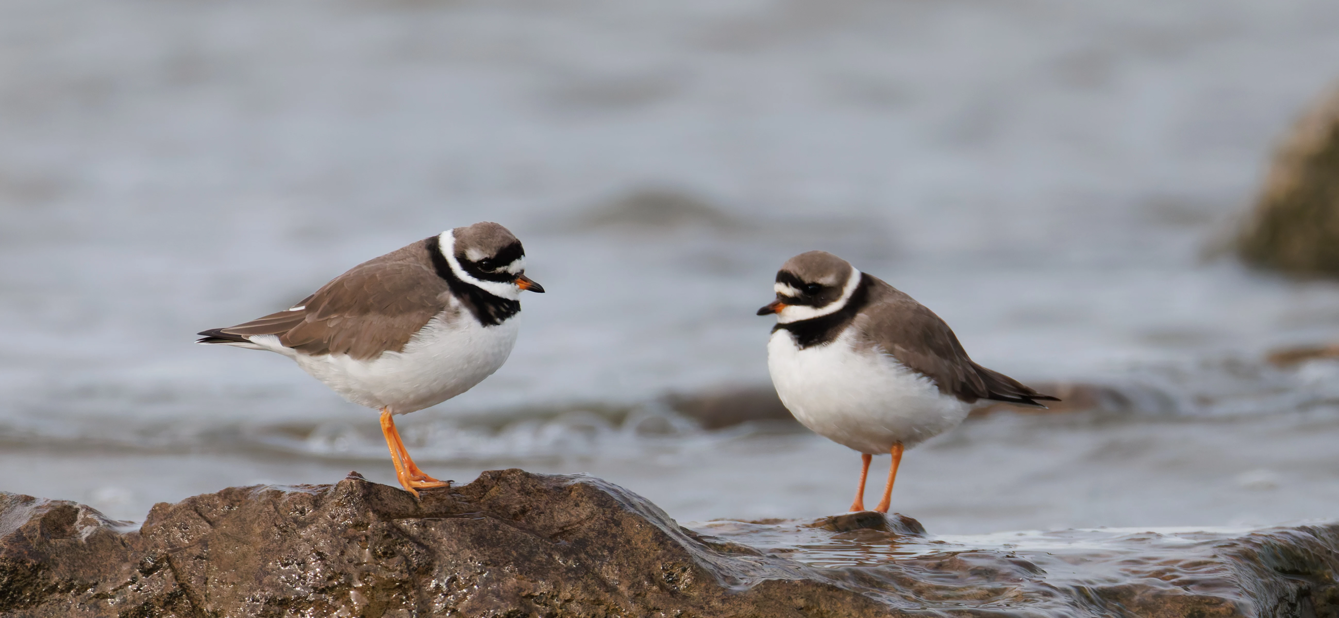 Common Ringed Plovers, Morecambe, UK — photo by Orlando Prugel-Bennett