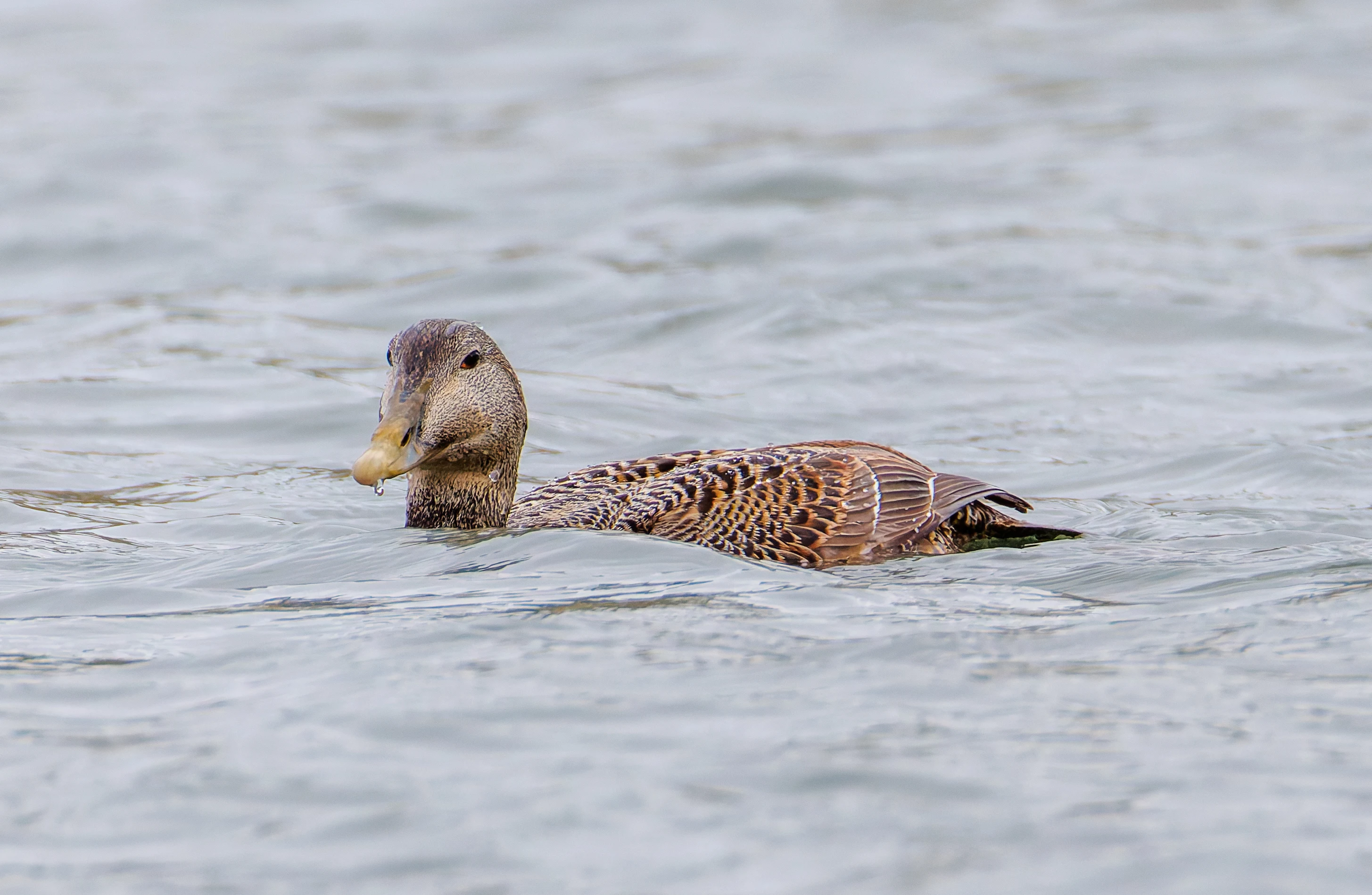 Common Eider, Seahouses, Northumberland, UK — photo by Orlando Prugel-Bennett