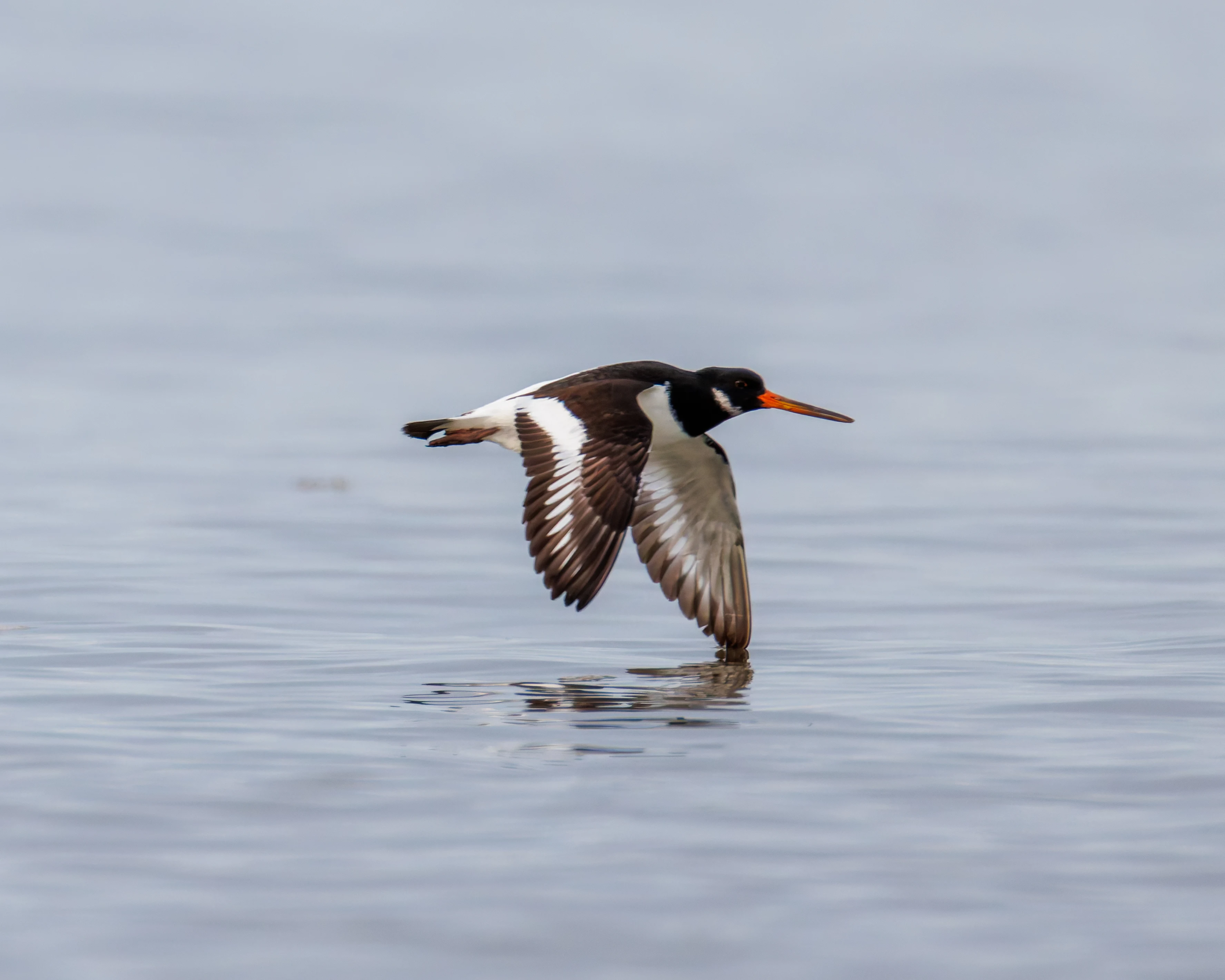 Oystercatcher, Morecambe, UK — photo by Orlando Prugel-Bennett