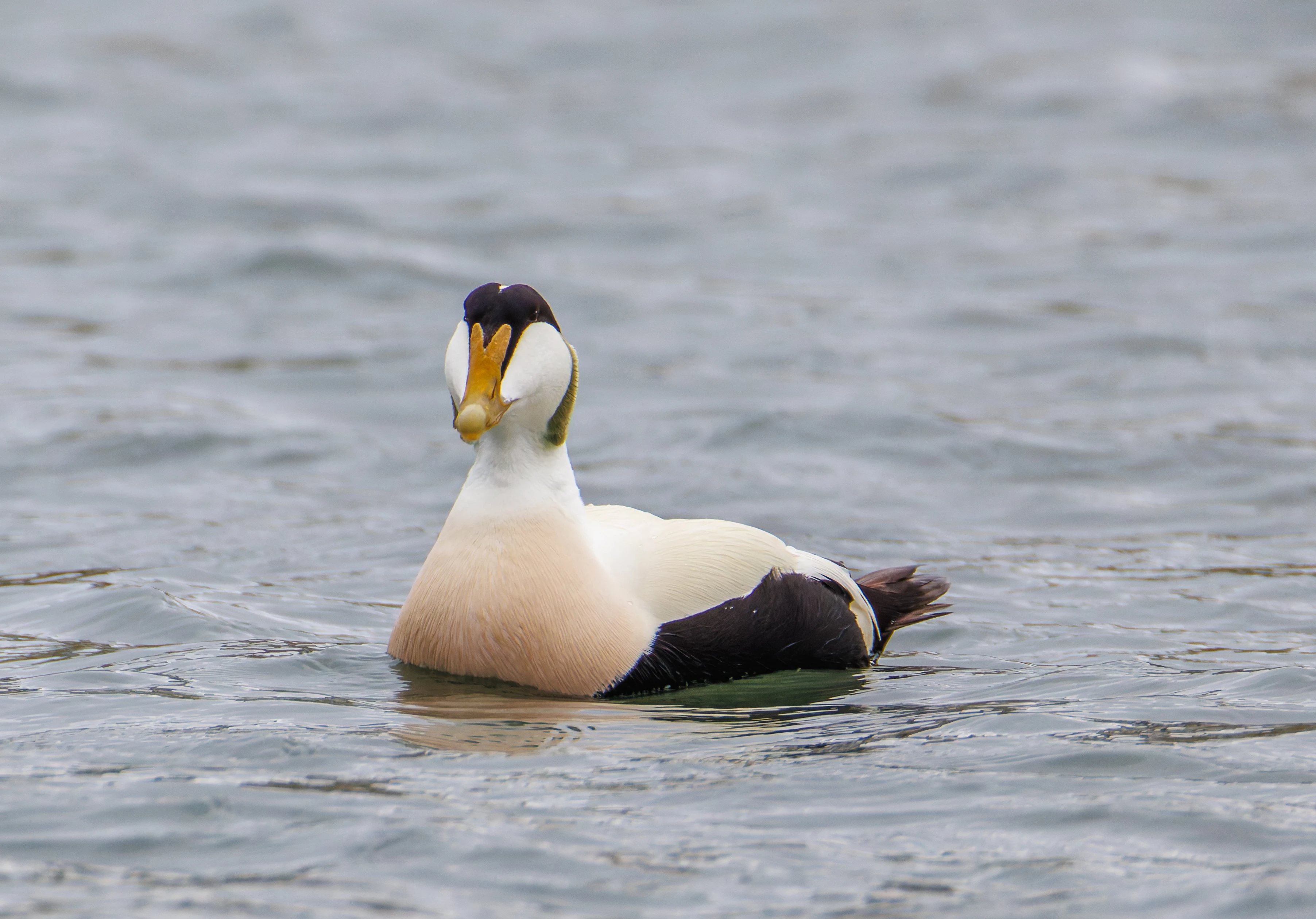 Common Eider, Seahouses, Northumberland, UK — photo by Orlando Prugel-Bennett