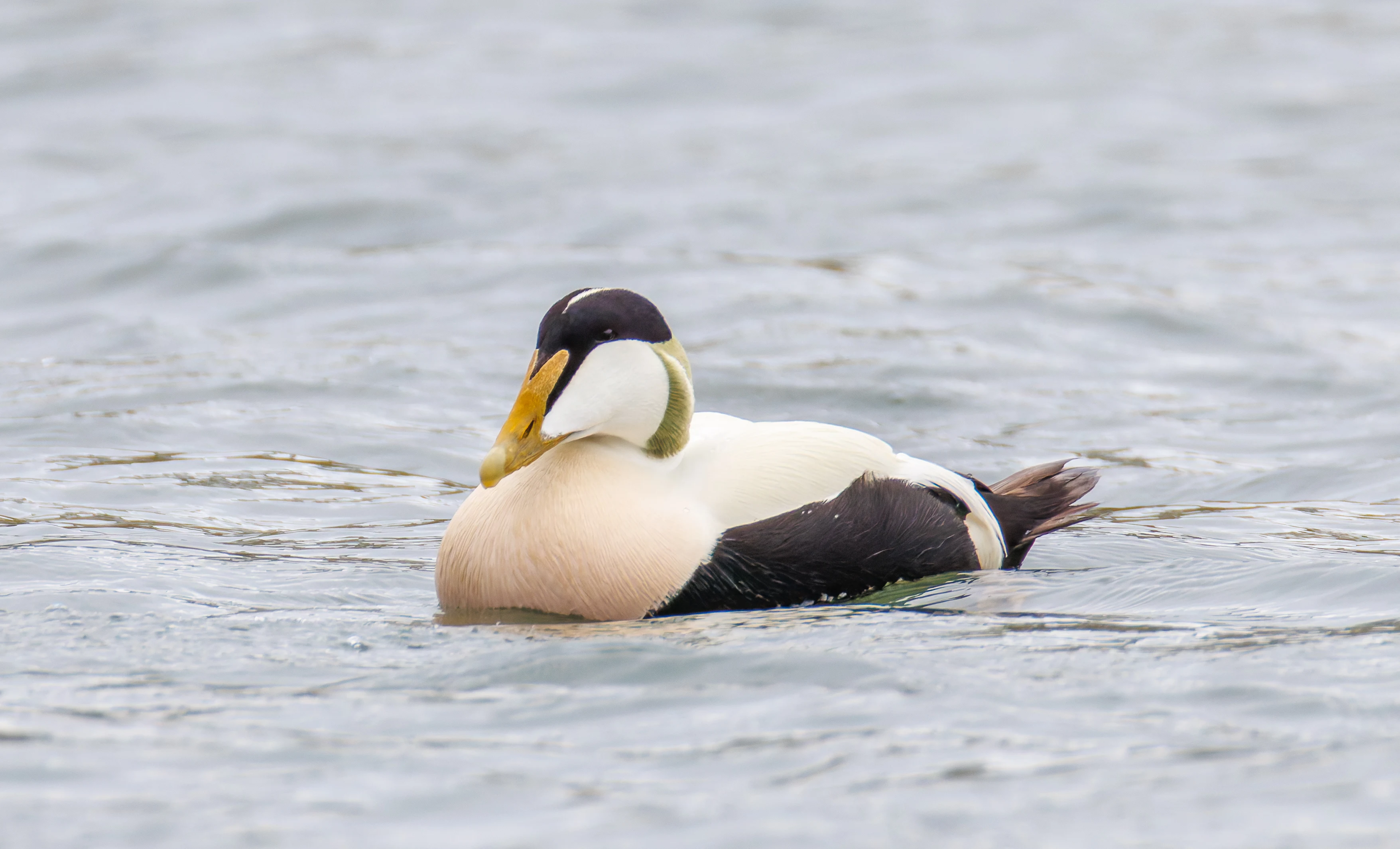 Common Eider, Seahouses, Northumberland, UK — photo by Orlando Prugel-Bennett