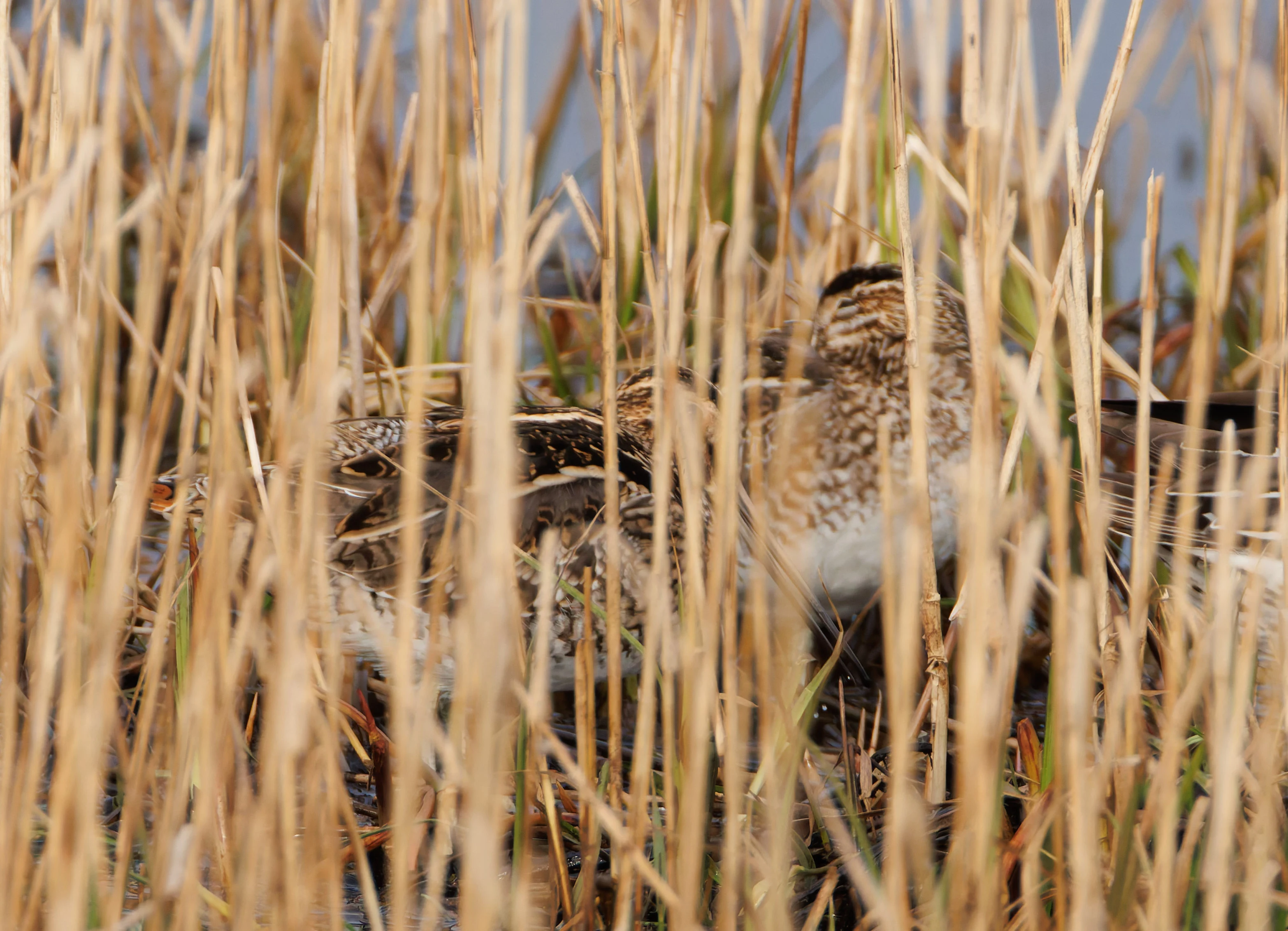 Snipe, Leighton Moss, UK — photo by Orlando Prugel-Bennett