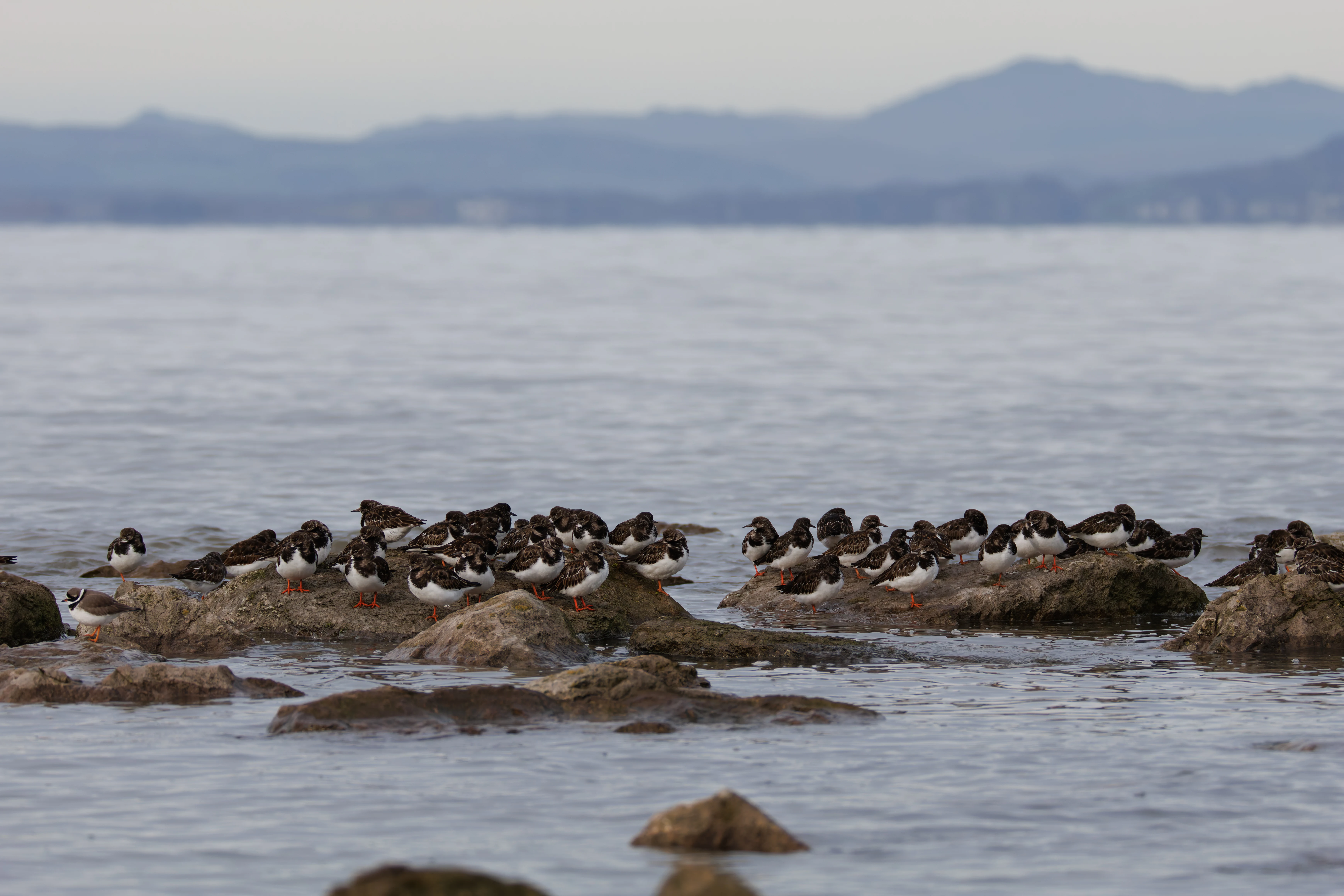 Ruddy Turnstones, Morecambe, UK — photo by Orlando Prugel-Bennett