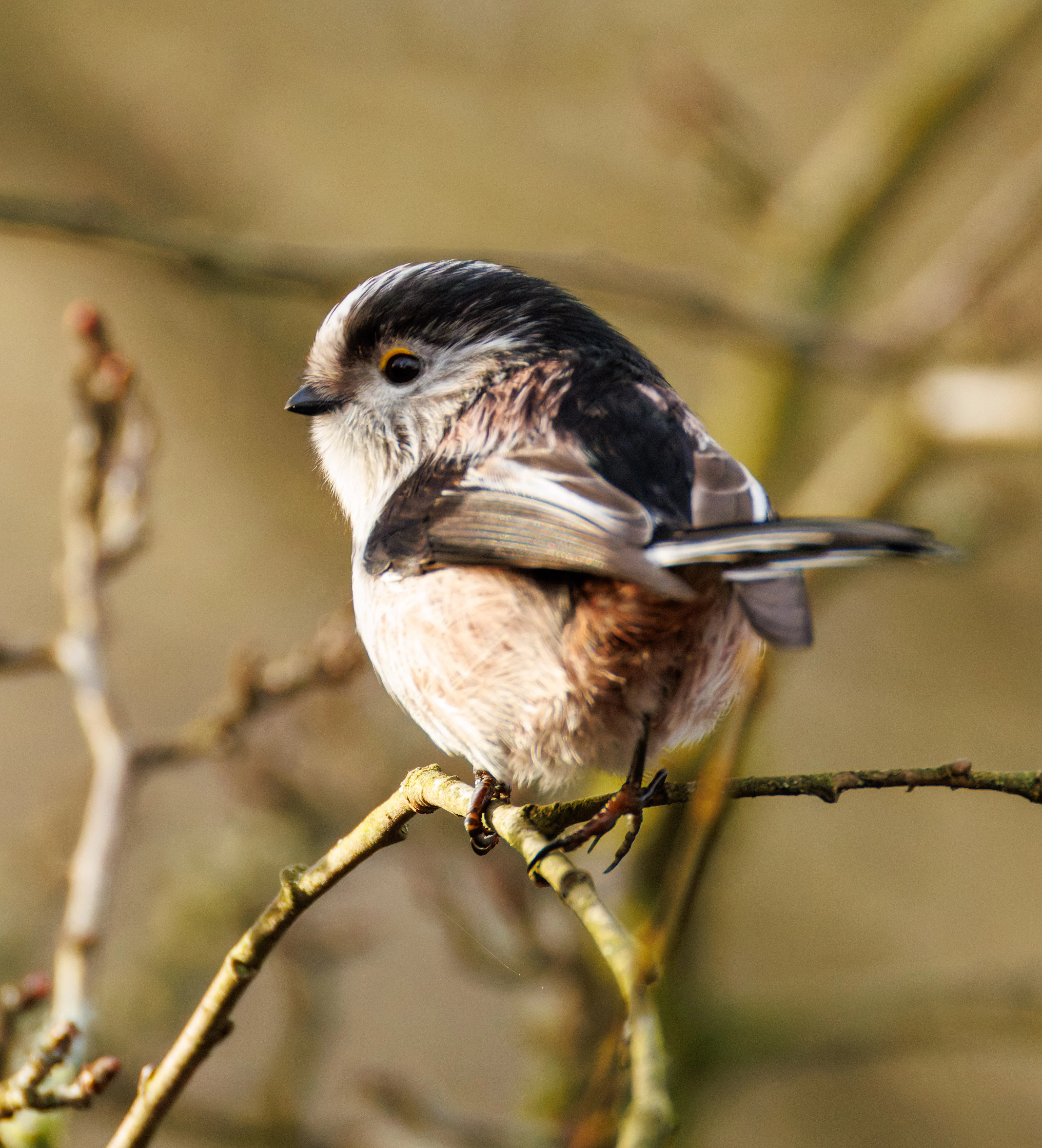 Long-Tailed tit, Leighton Moss, UK — photo by Orlando Prugel-Bennett