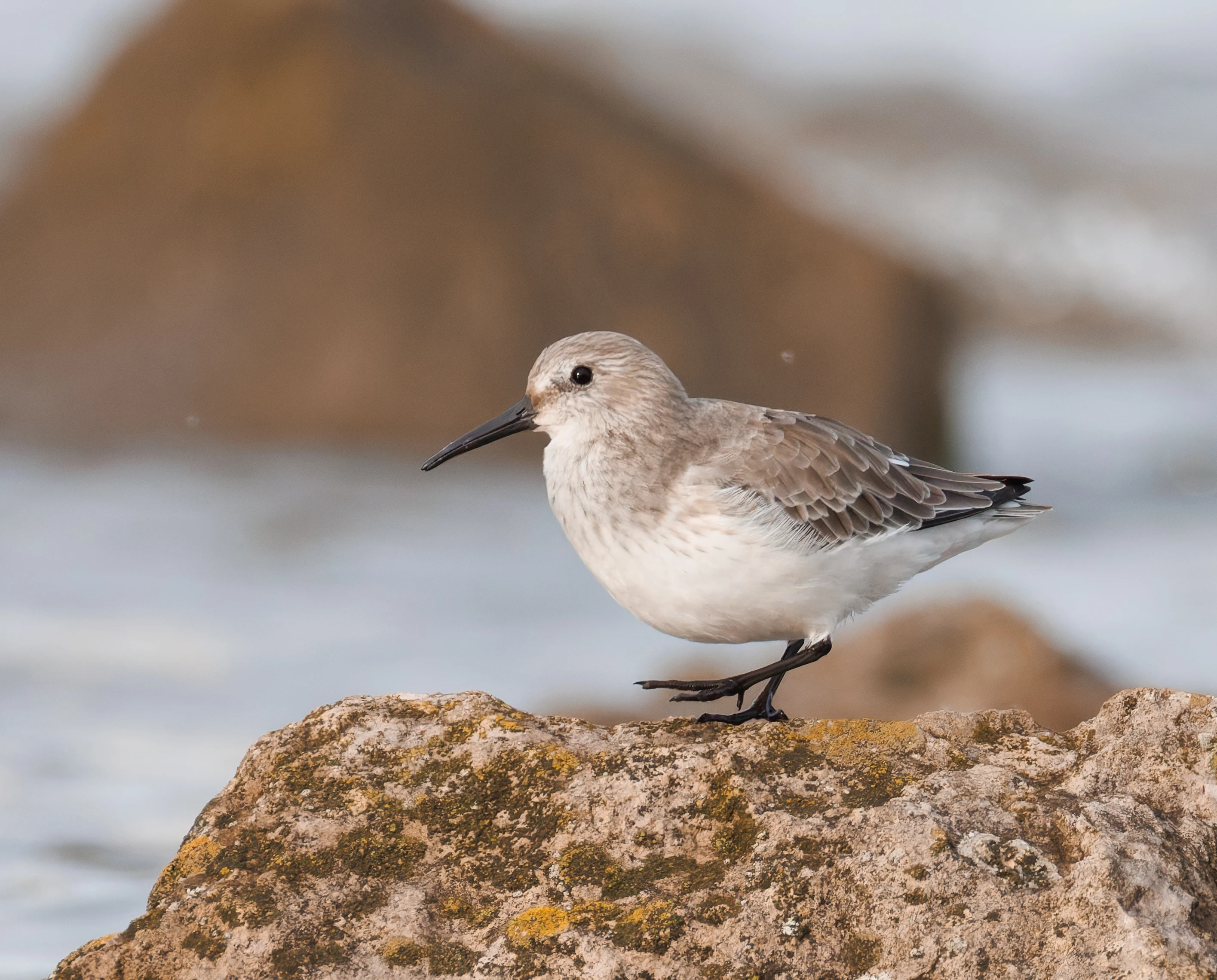 Sanderling, Morecambe, UK — photo by Orlando Prugel-Bennett