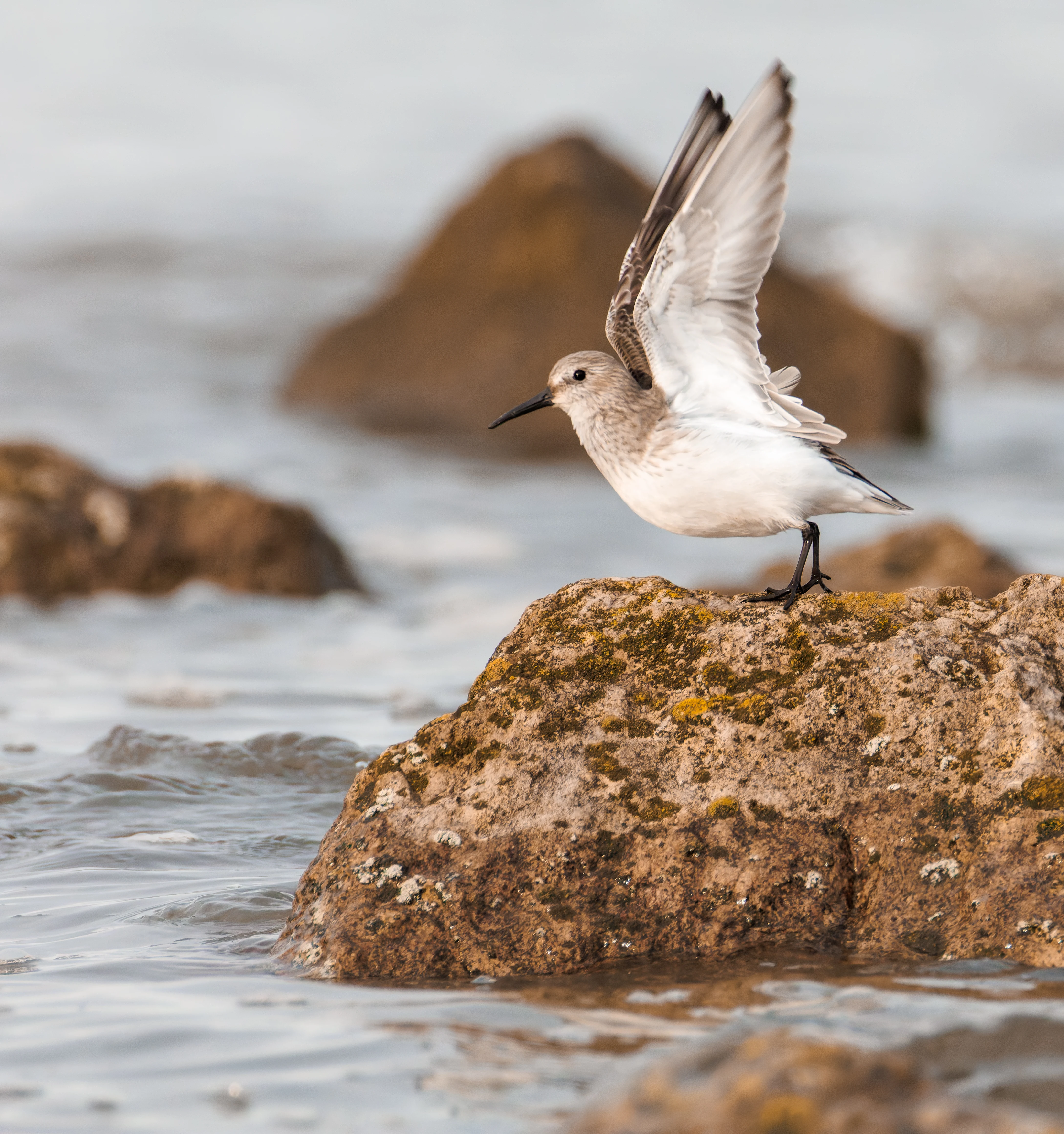 Sanderling, Morecambe, UK — photo by Orlando Prugel-Bennett