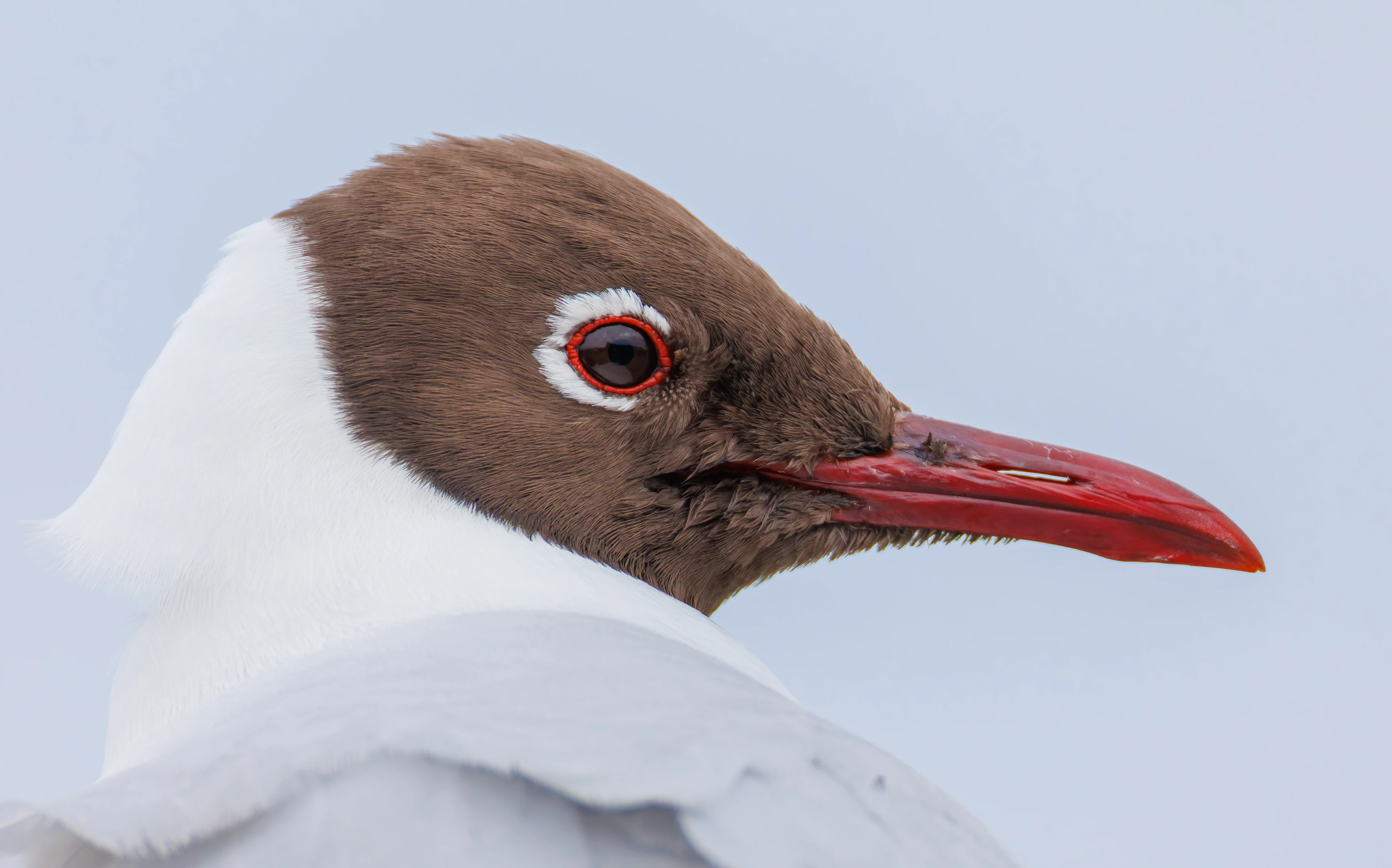 Black-Headed Gull, Seahouses, Northumberland, UK — photo by Orlando Prugel-Bennett