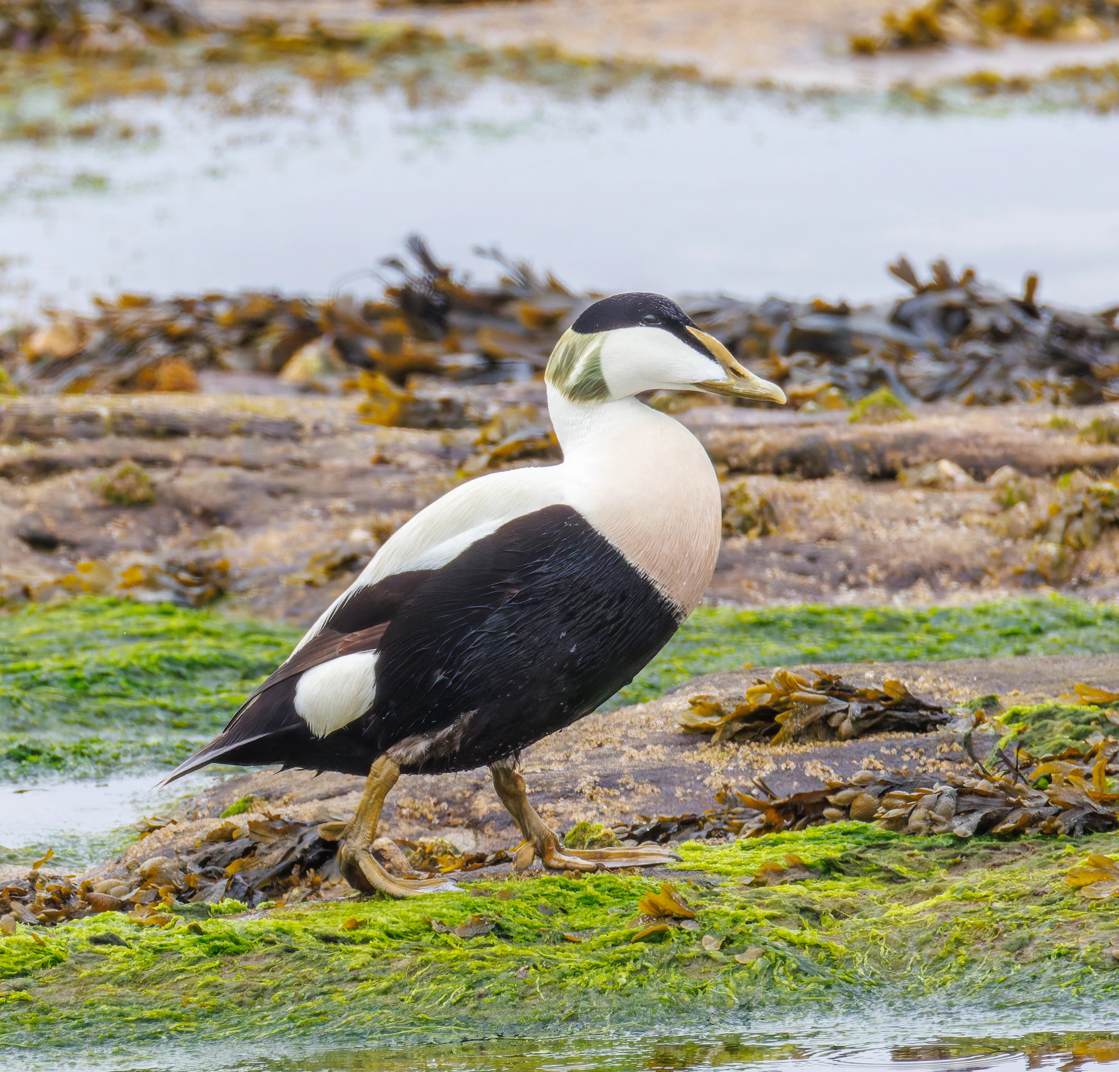 Common Eider, Seahouses, Northumberland, UK — photo by Orlando Prugel-Bennett