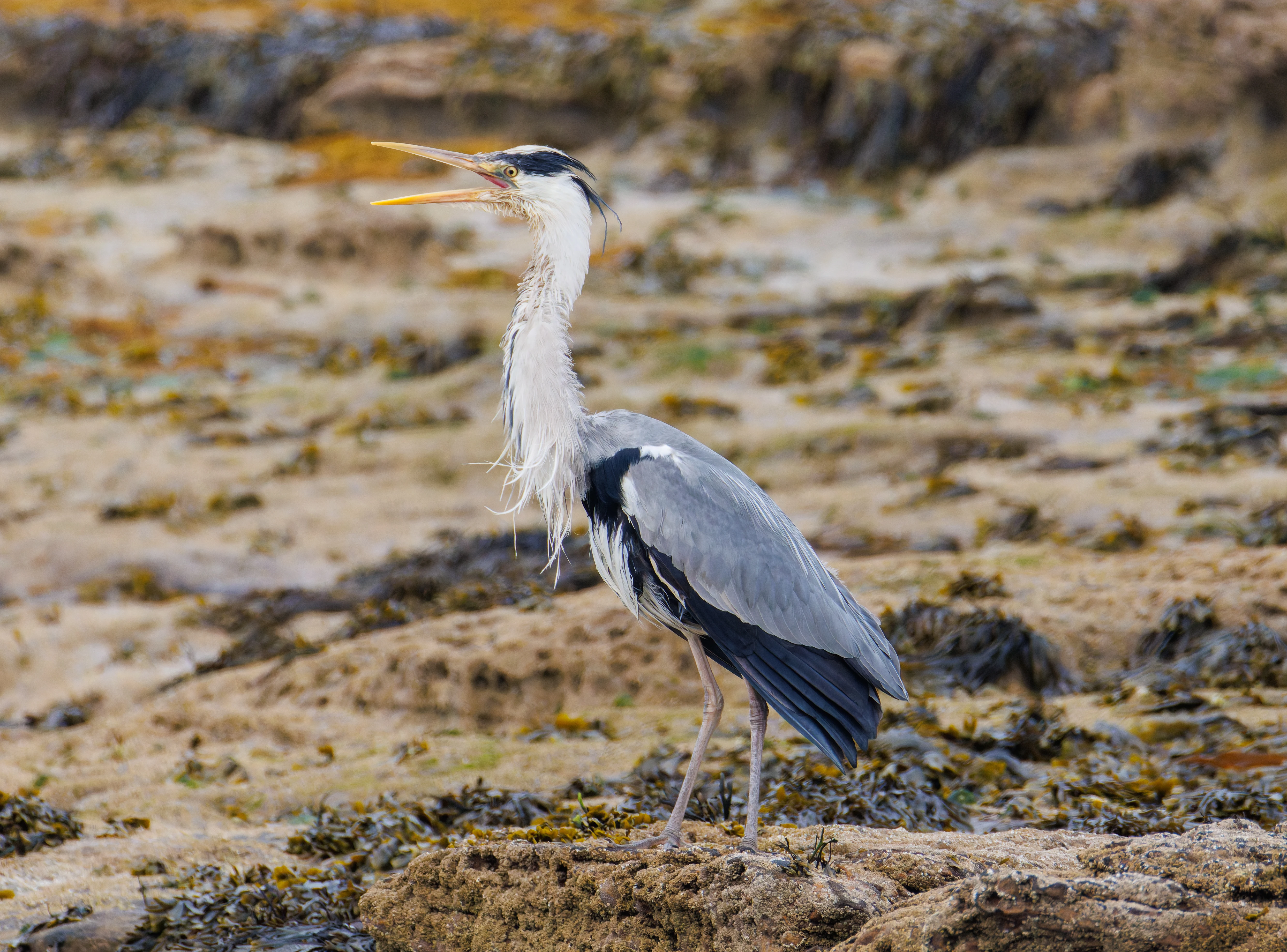 Grey Heron, Seahouses, Northumberland, UK — photo by Orlando Prugel-Bennett