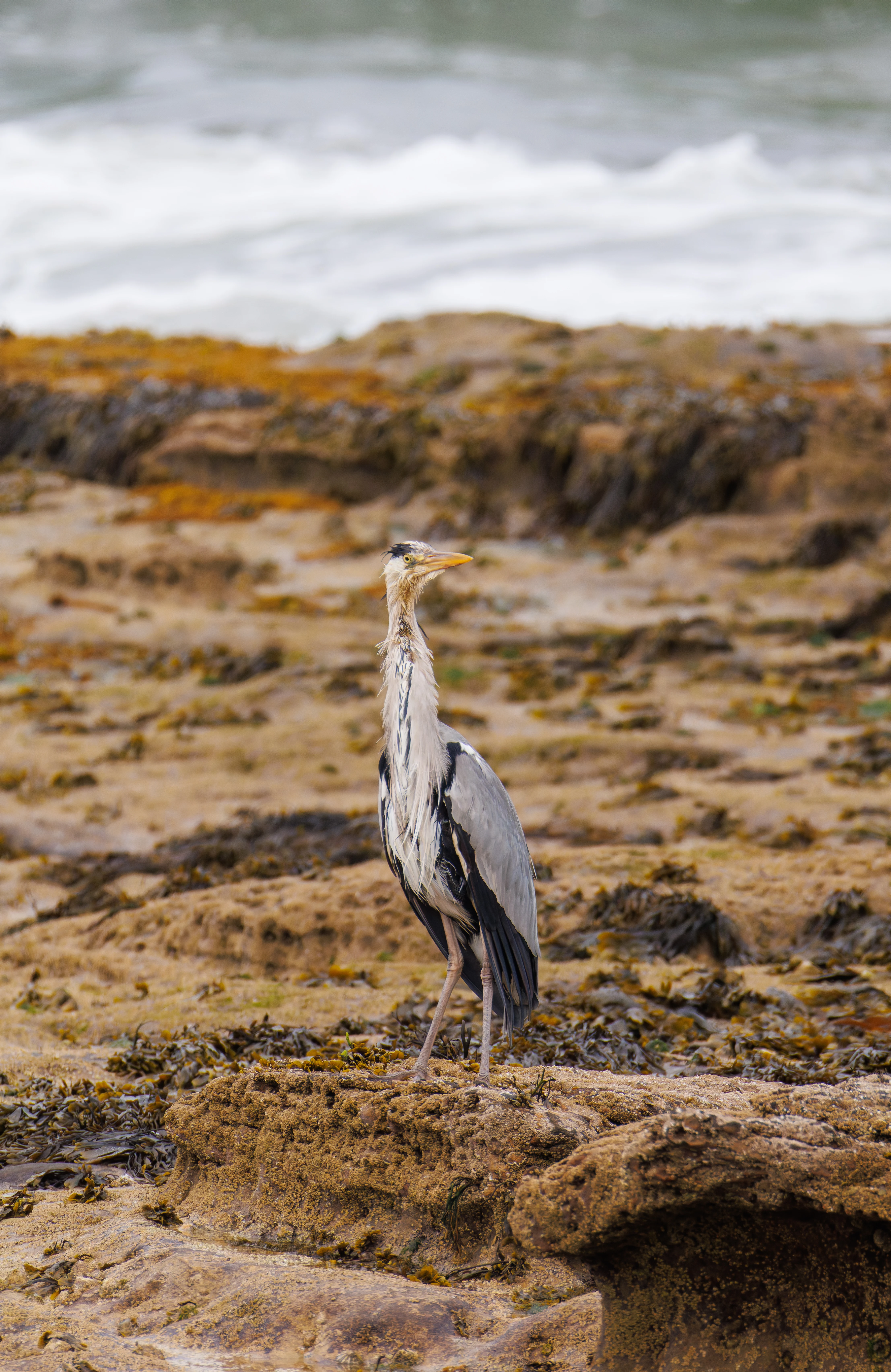 Grey Heron, Seahouses, Northumberland, UK — photo by Orlando Prugel-Bennett