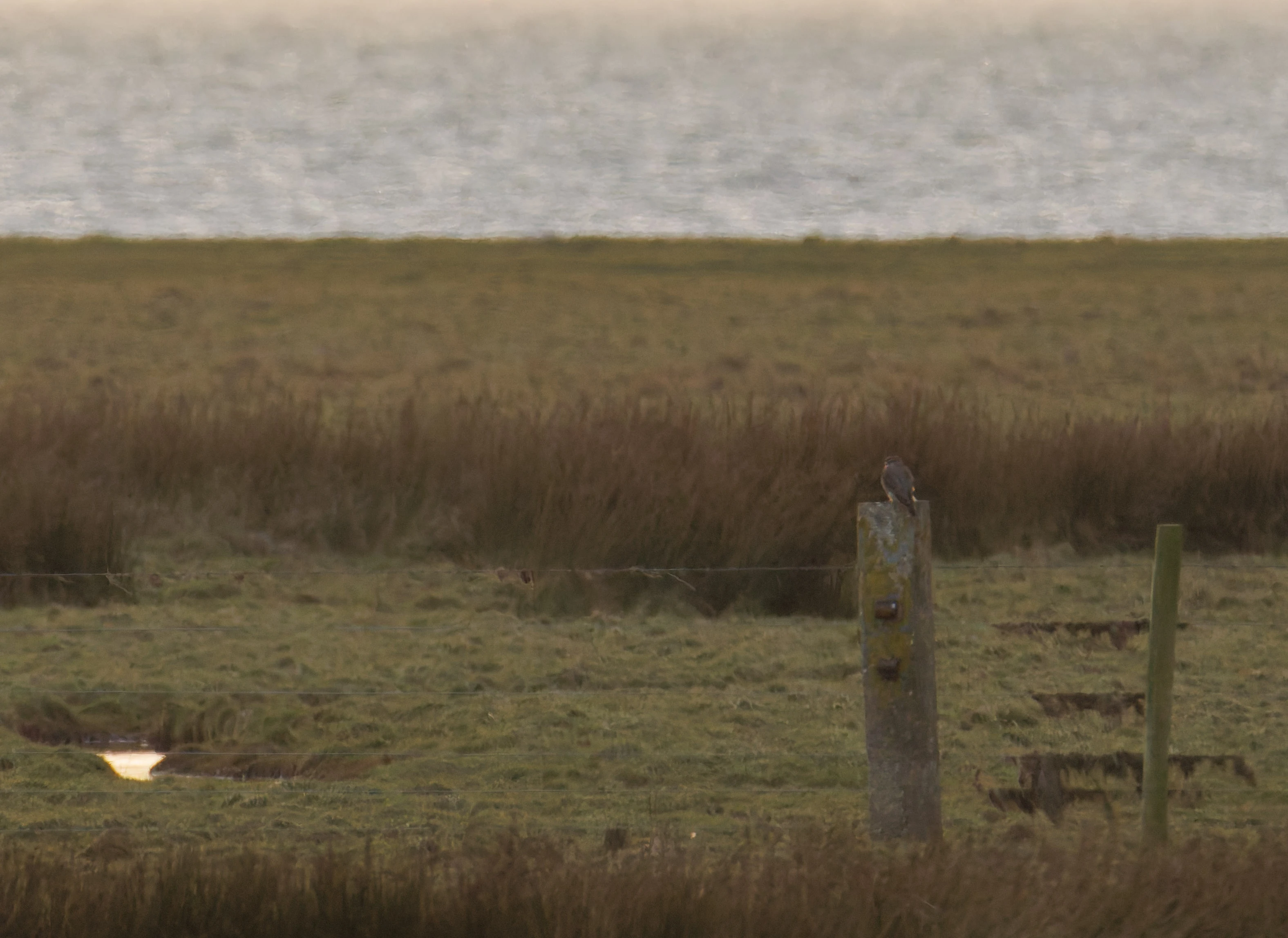 Merlin, Leighton Moss, UK — photo by Orlando Prugel-Bennett