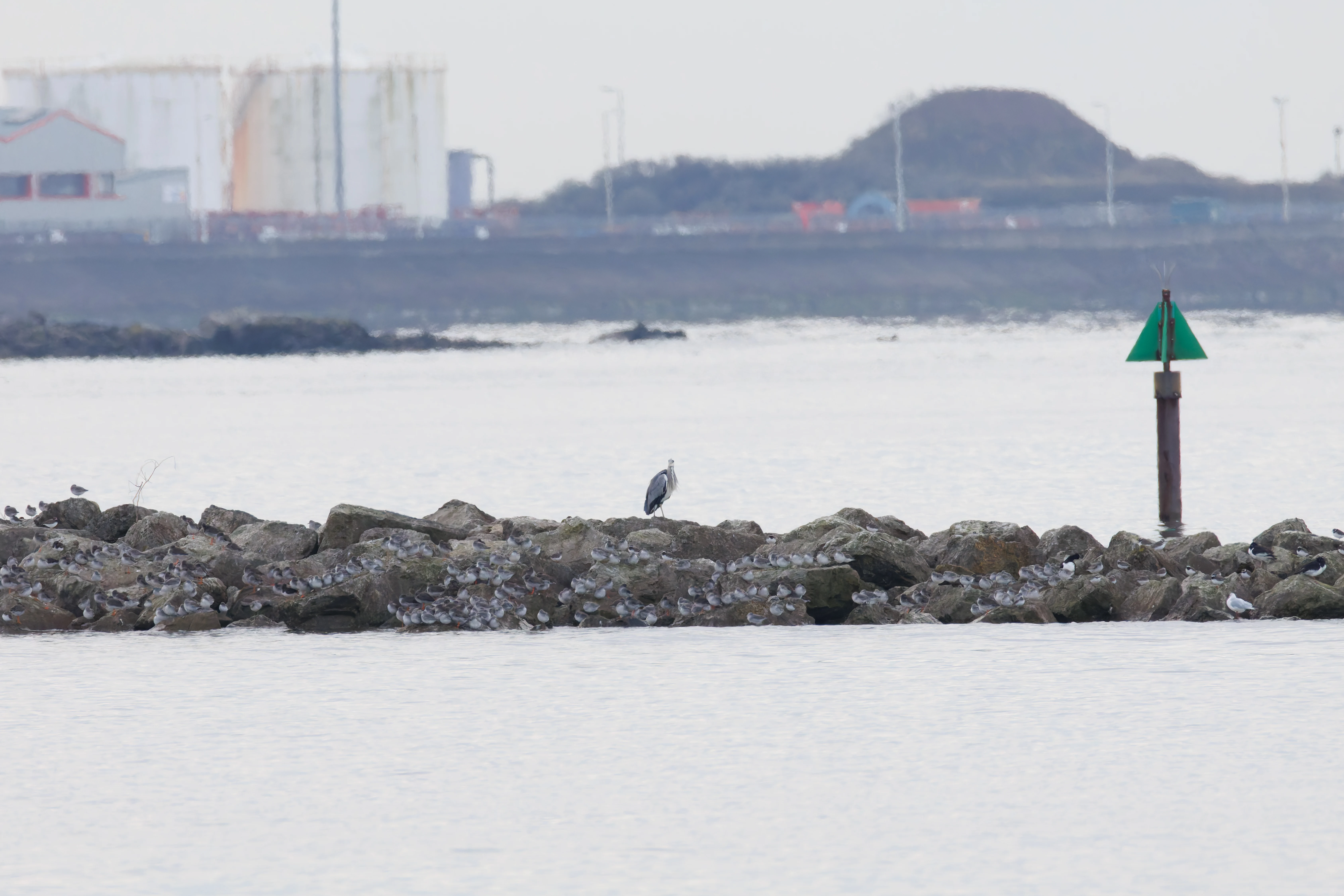 Heron & Turnstones, Morecambe, UK — photo by Orlando Prugel-Bennett