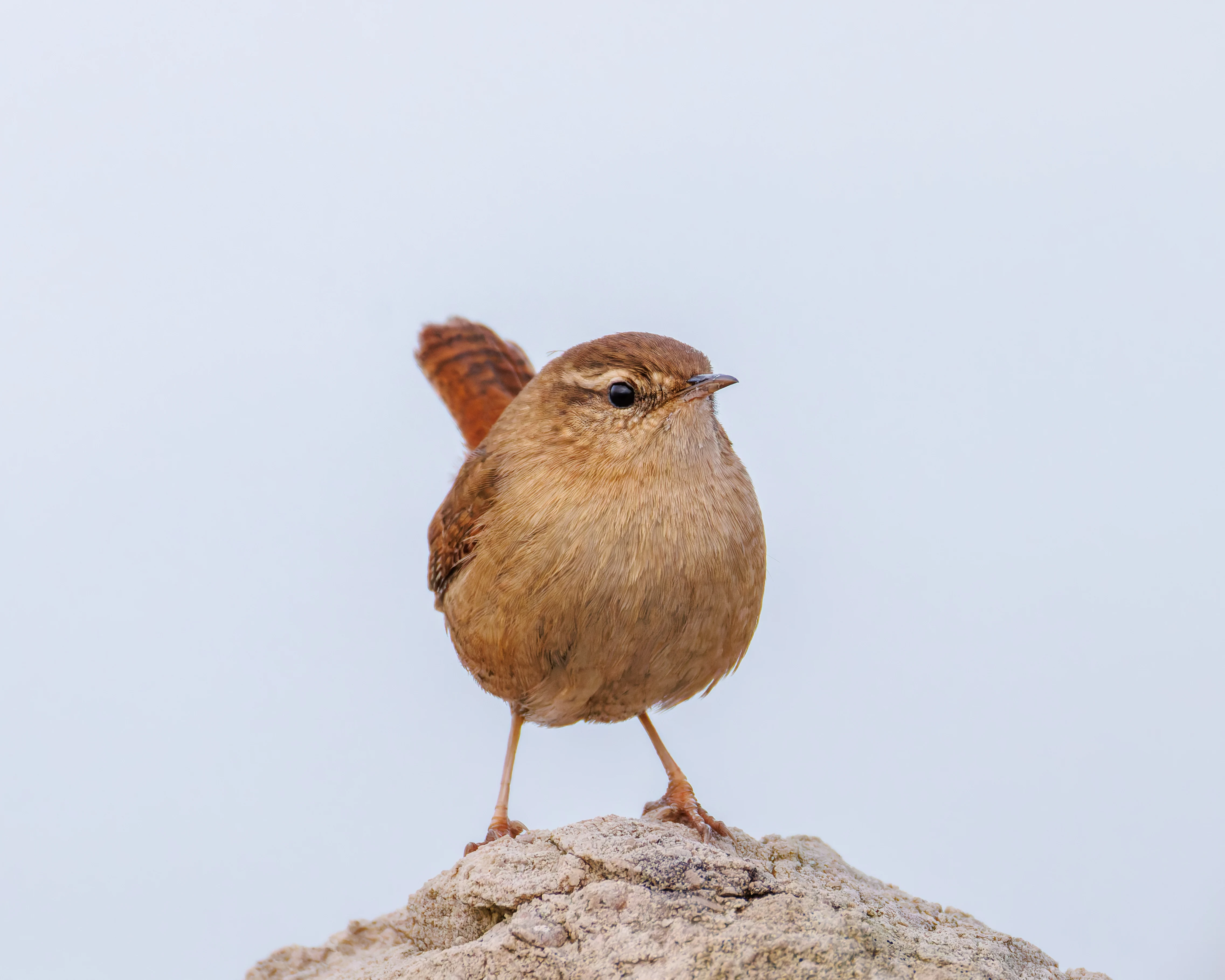 Wren, Morecambe, UK — photo by Orlando Prugel-Bennett