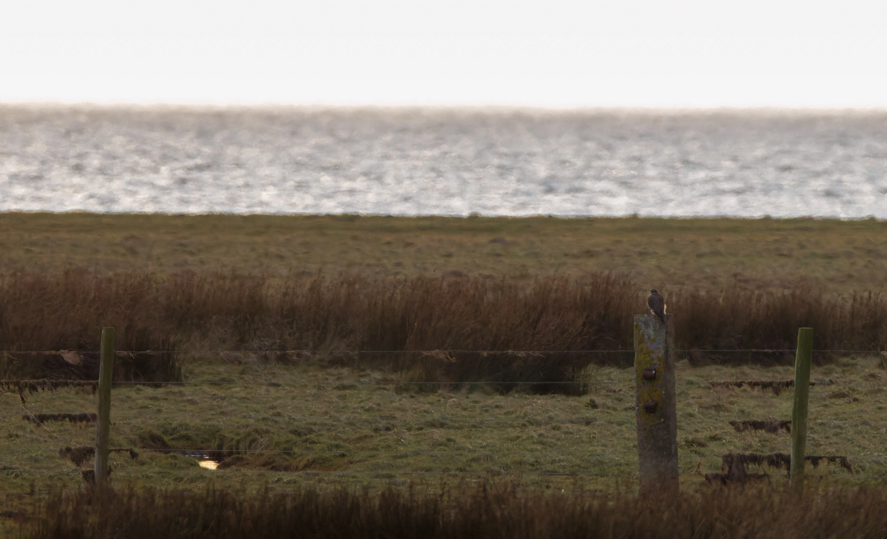 Merlin, Leighton Moss, UK — photo by Orlando Prugel-Bennett