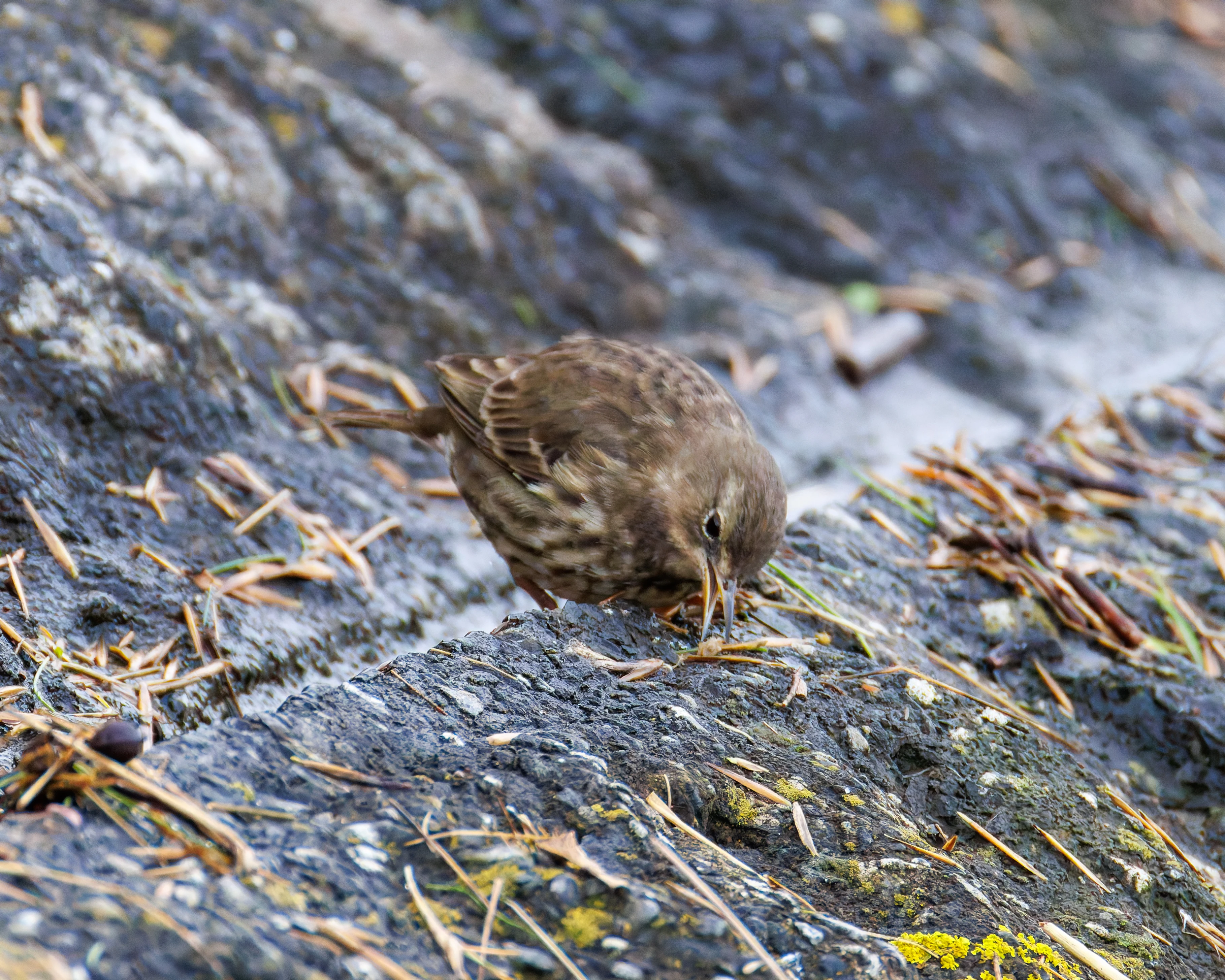 Meadow Pipit, Morecambe, UK — photo by Orlando Prugel-Bennett