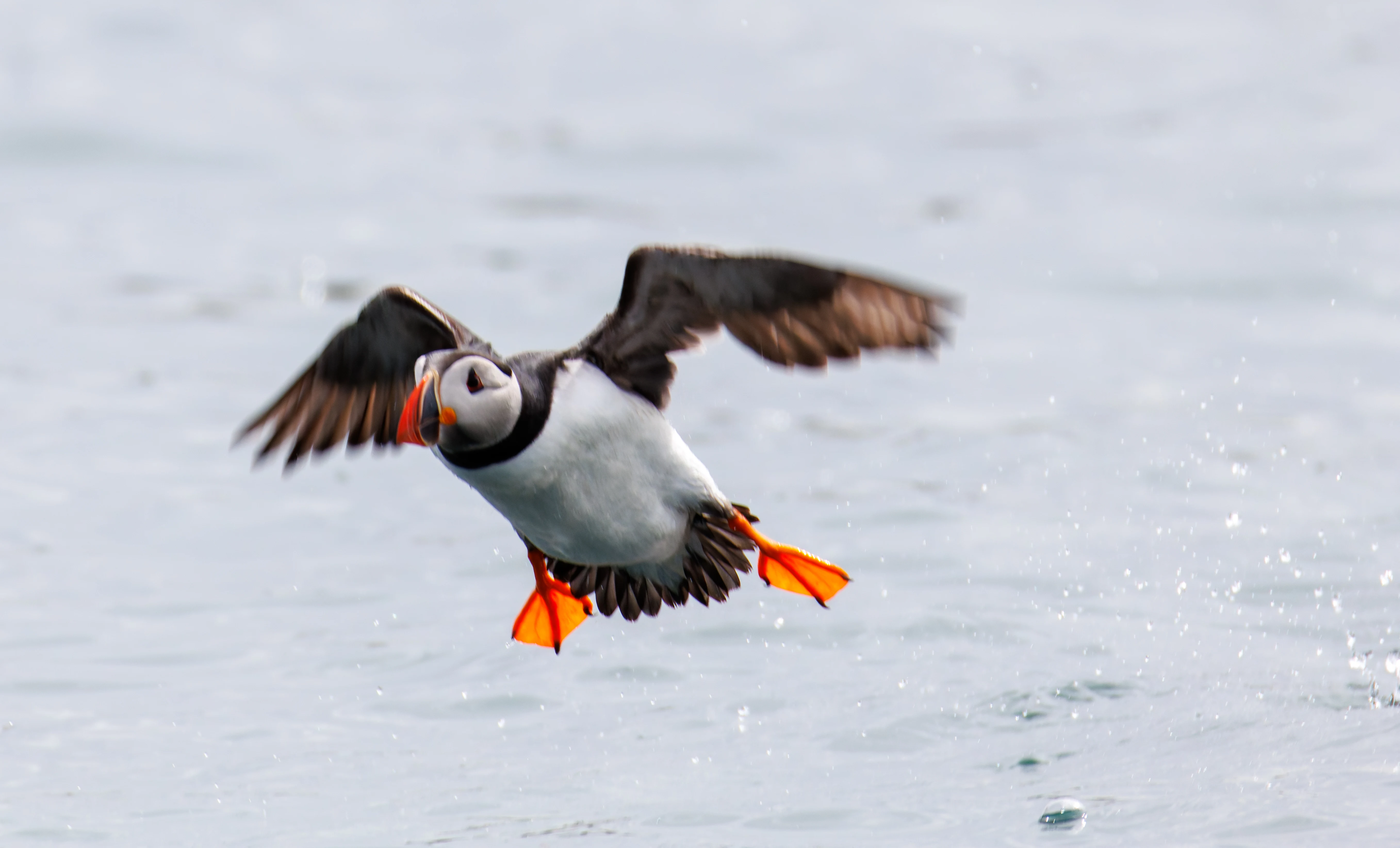 Puffin, Farne Islands, Seahouses, Northumberland, UK — photo by Orlando Prugel-Bennett