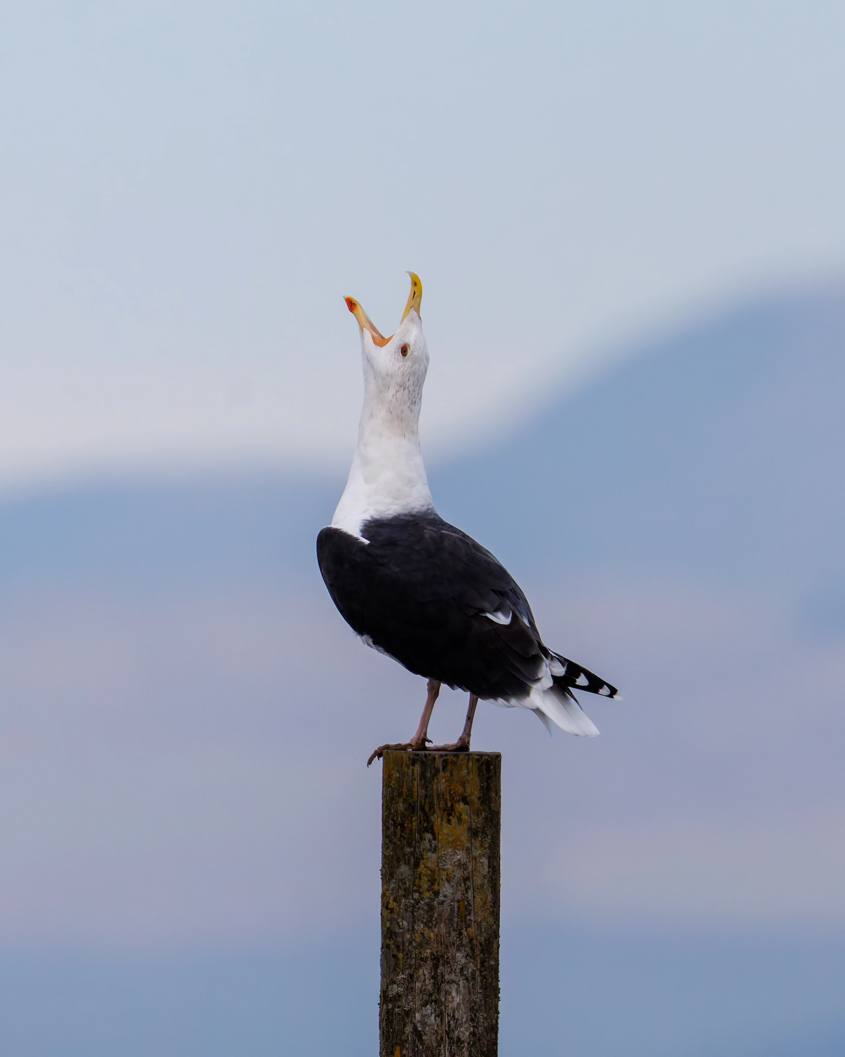 Great black-backed gull, Morecambe, UK — photo by Orlando Prugel-Bennett