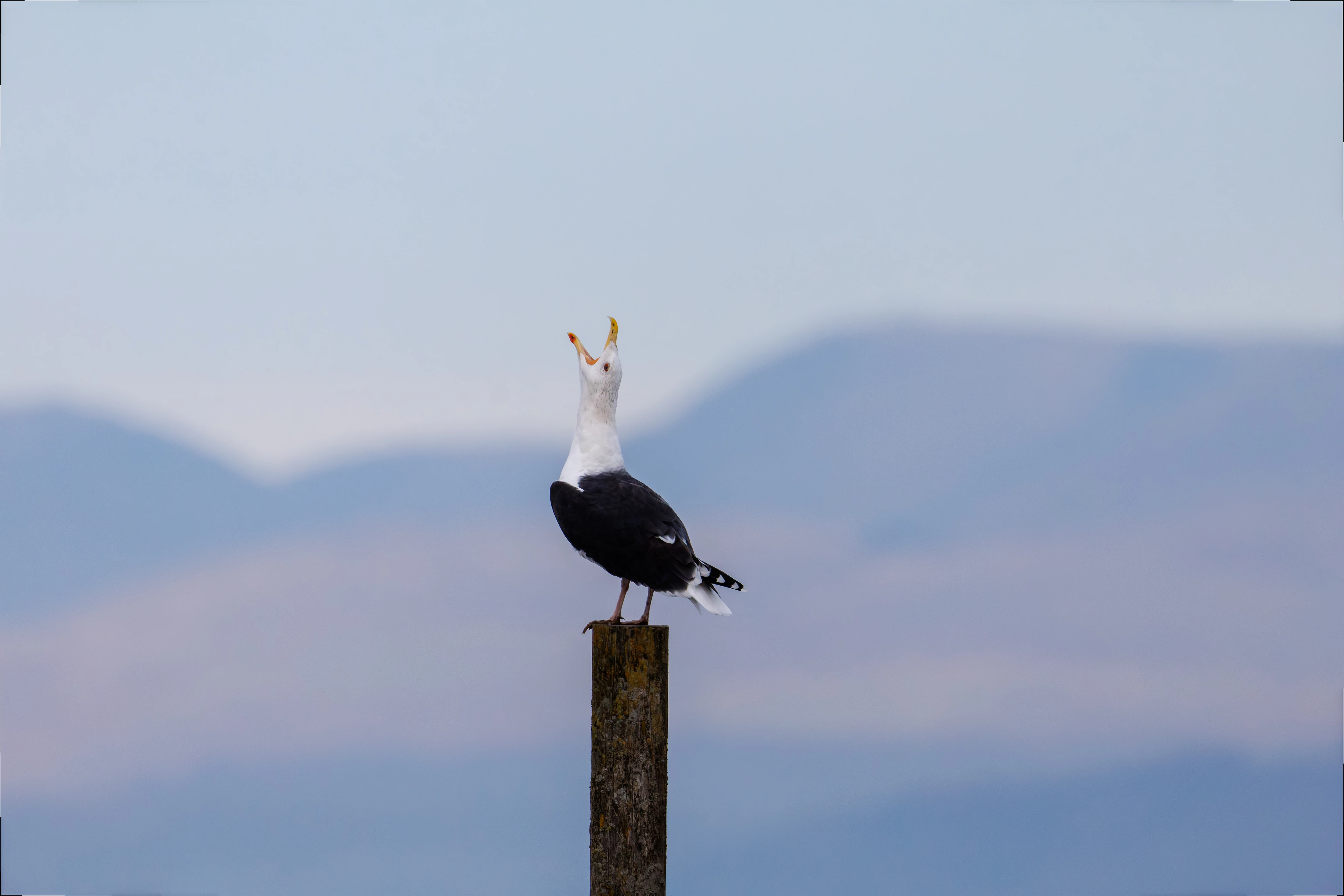 Great black-backed gull, Morecambe, UK — photo by Orlando Prugel-Bennett
