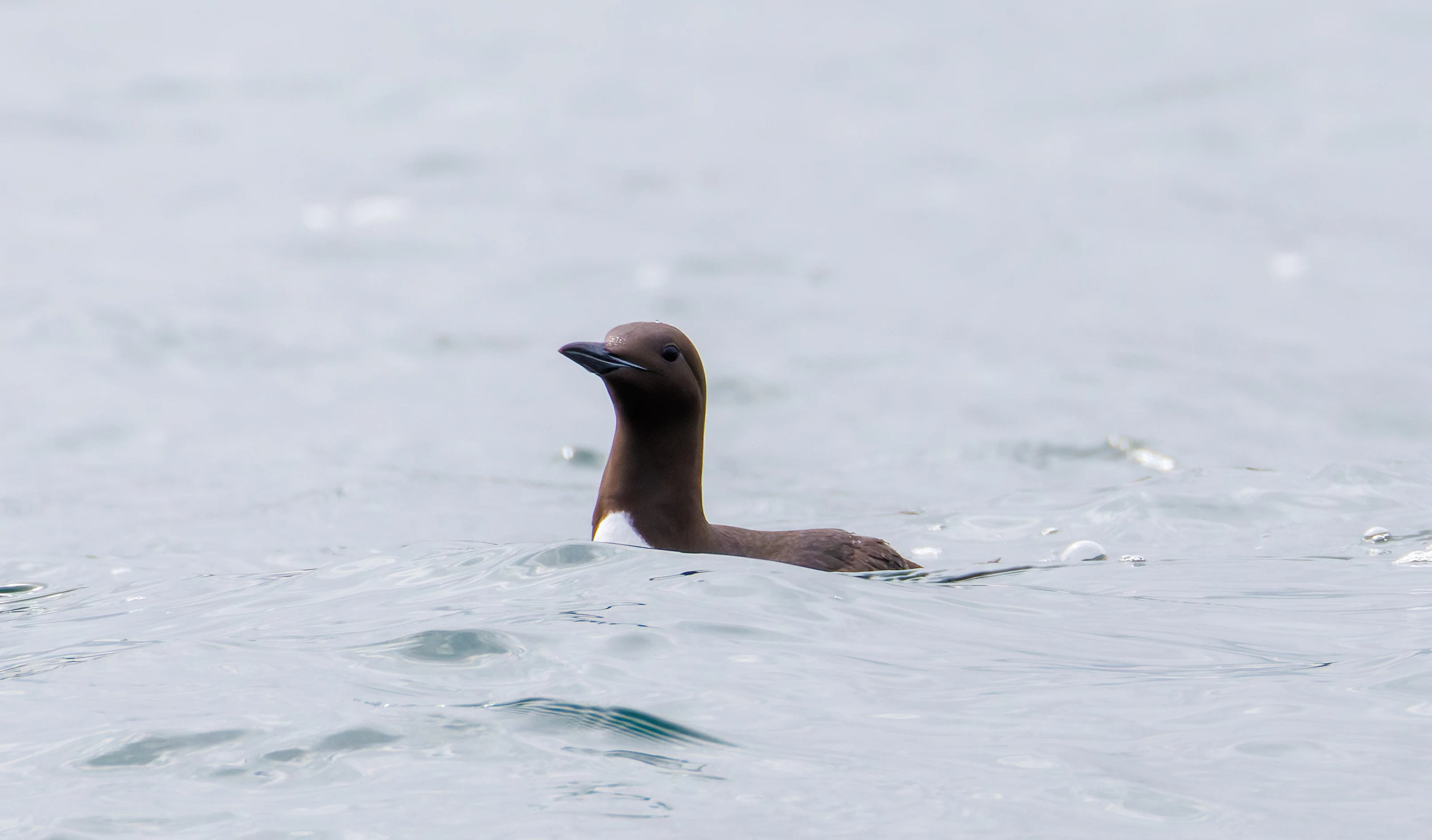 Guillemot, Farne Islands, Seahouses, Northumberland, UK — photo by Orlando Prugel-Bennett