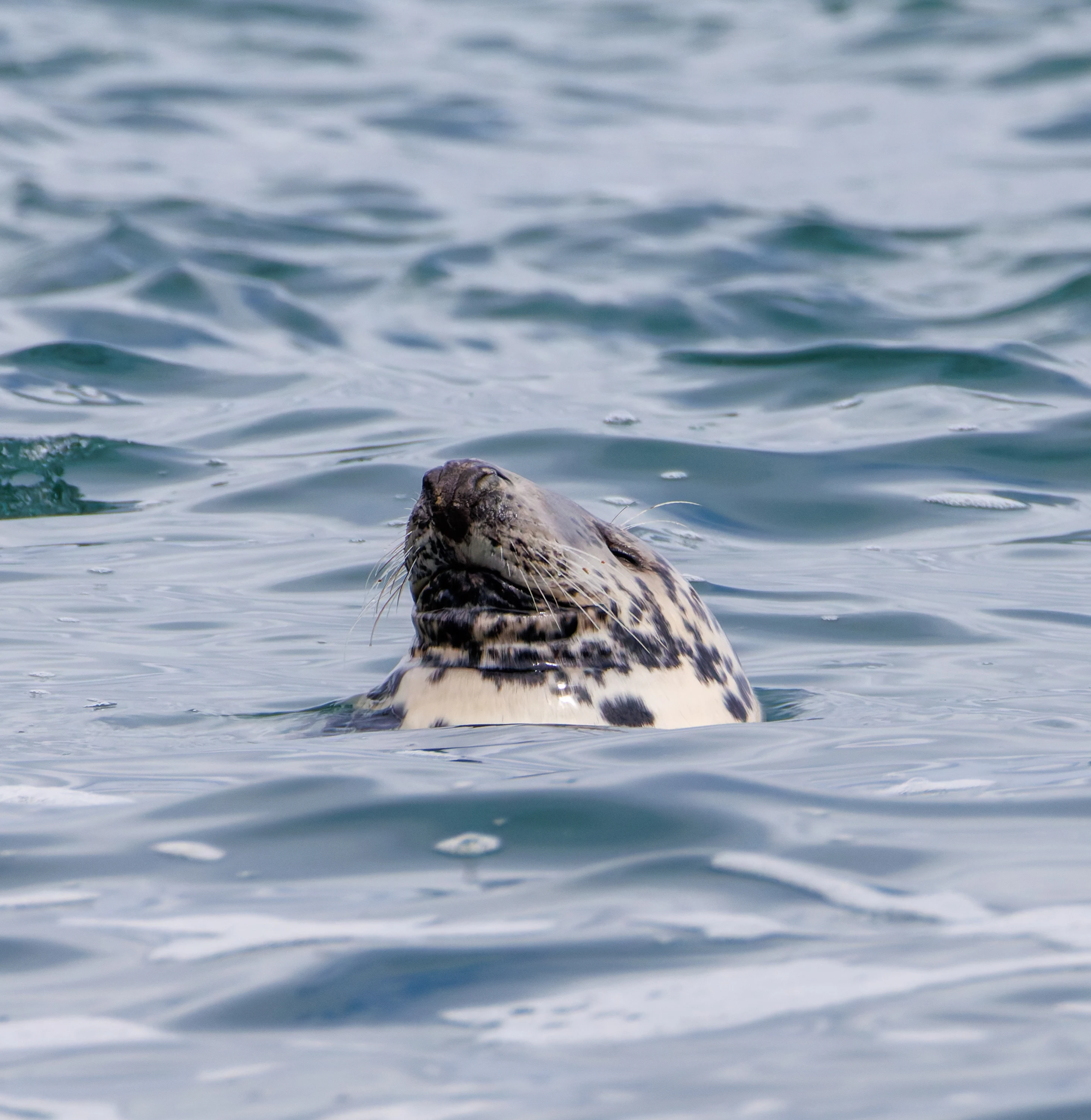 Grey Seal, Farne Islands, Seahouses, Northumberland, UK — photo by Orlando Prugel-Bennett