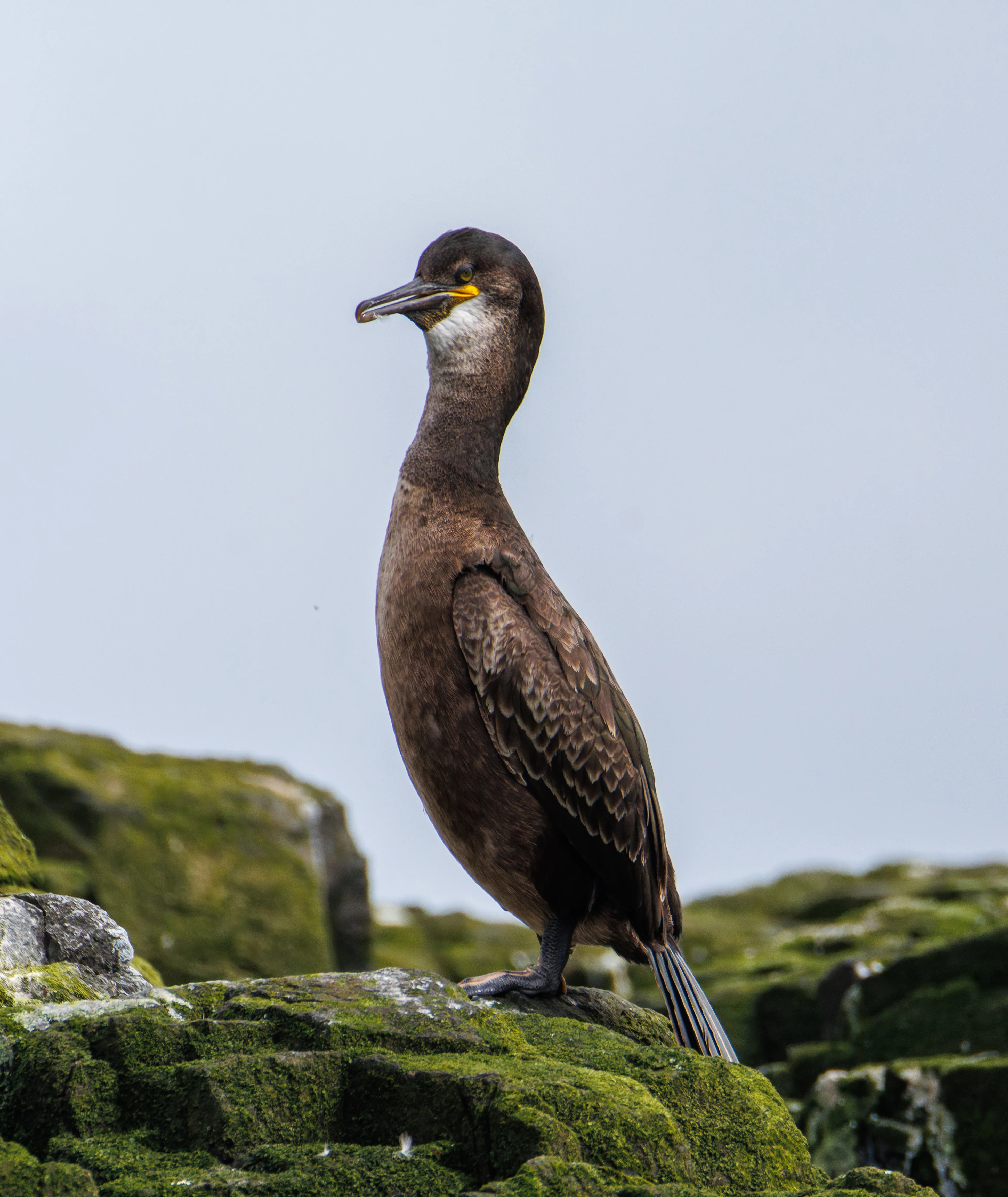 Cormorant, Farne Islands, Seahouses, Northumberland, UK — photo by Orlando Prugel-Bennett