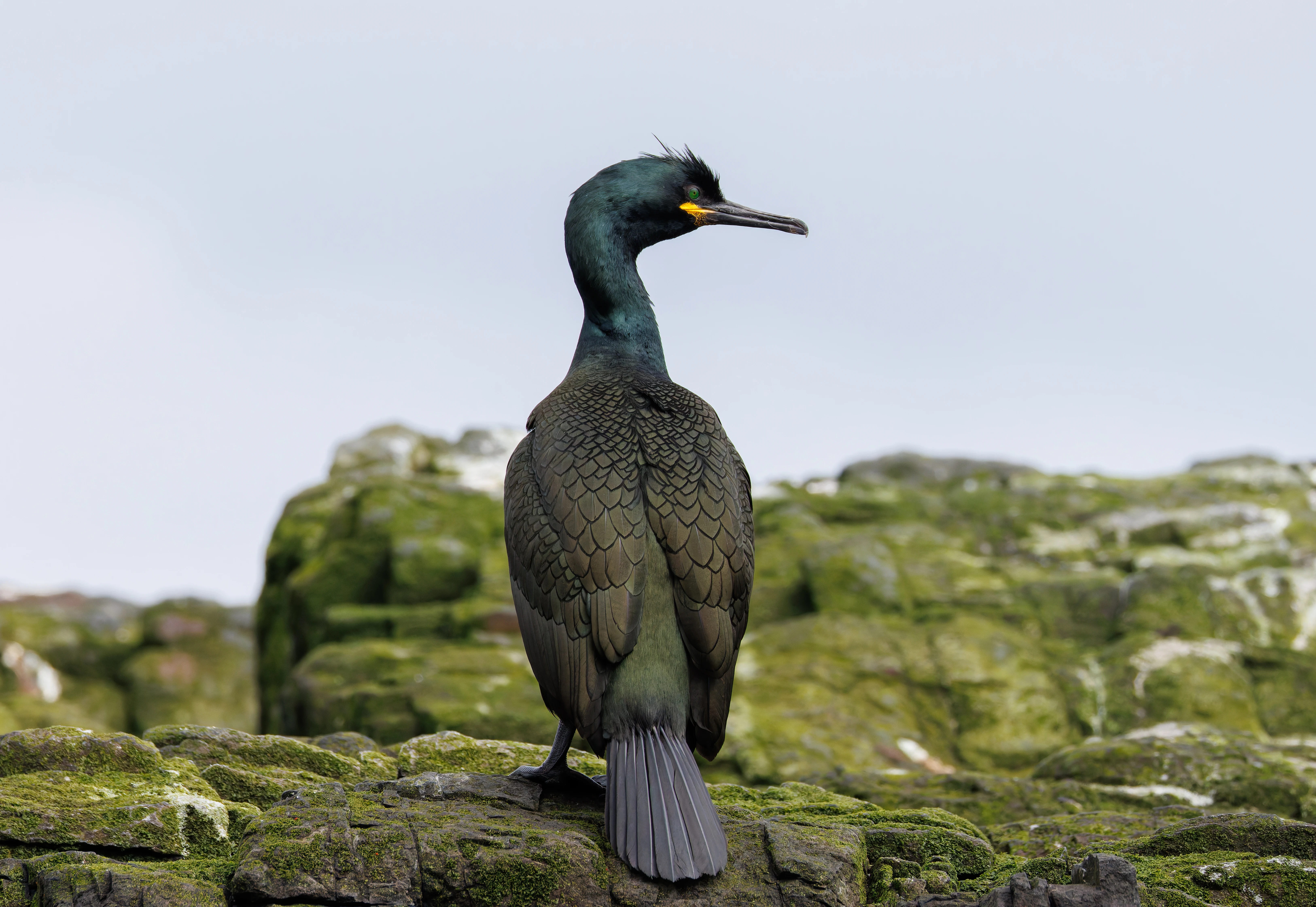Shag, Farne Islands, Seahouses, Northumberland, UK — photo by Orlando Prugel-Bennett