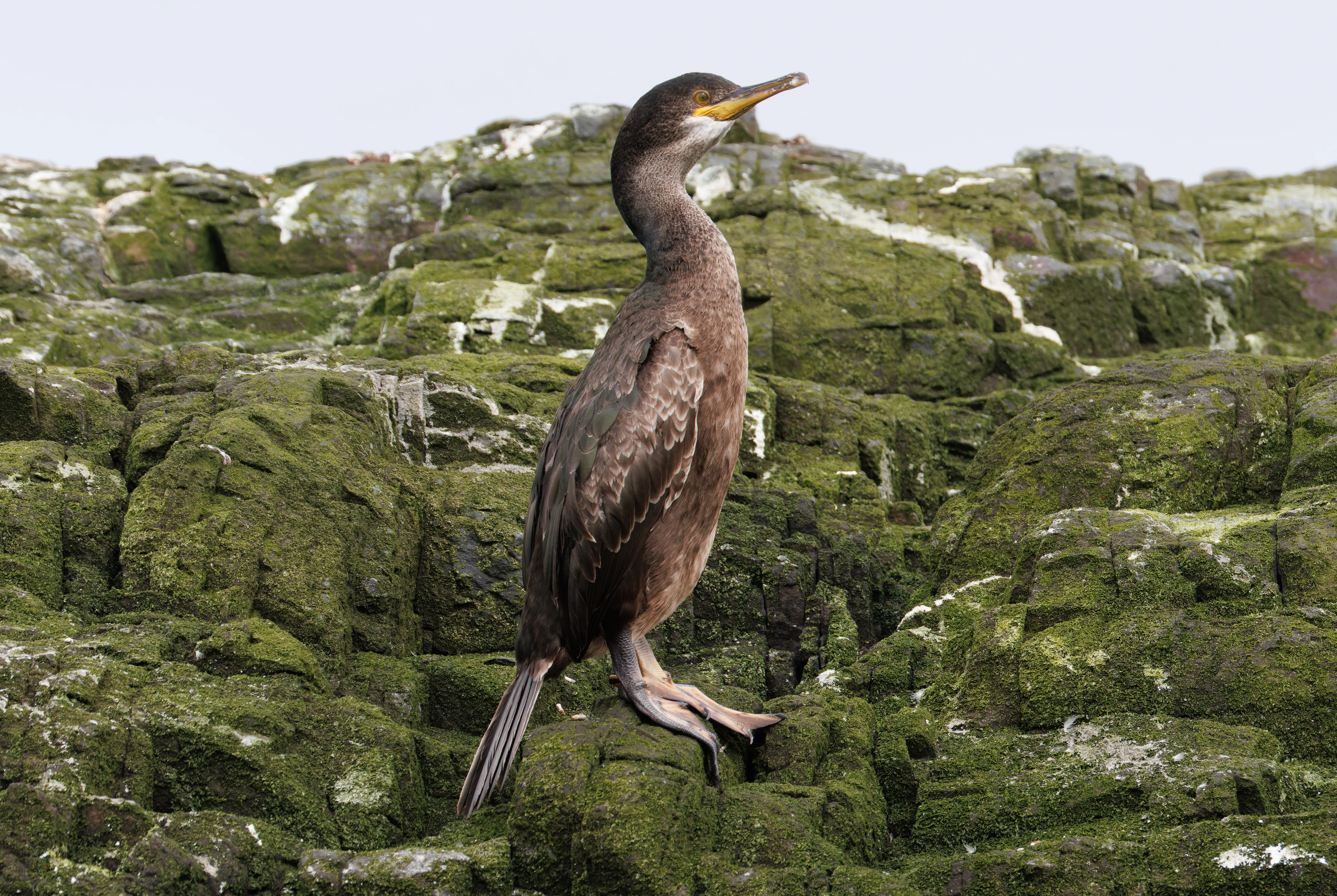 Cormorant, Farne Islands, Seahouses, Northumberland, UK — photo by Orlando Prugel-Bennett
