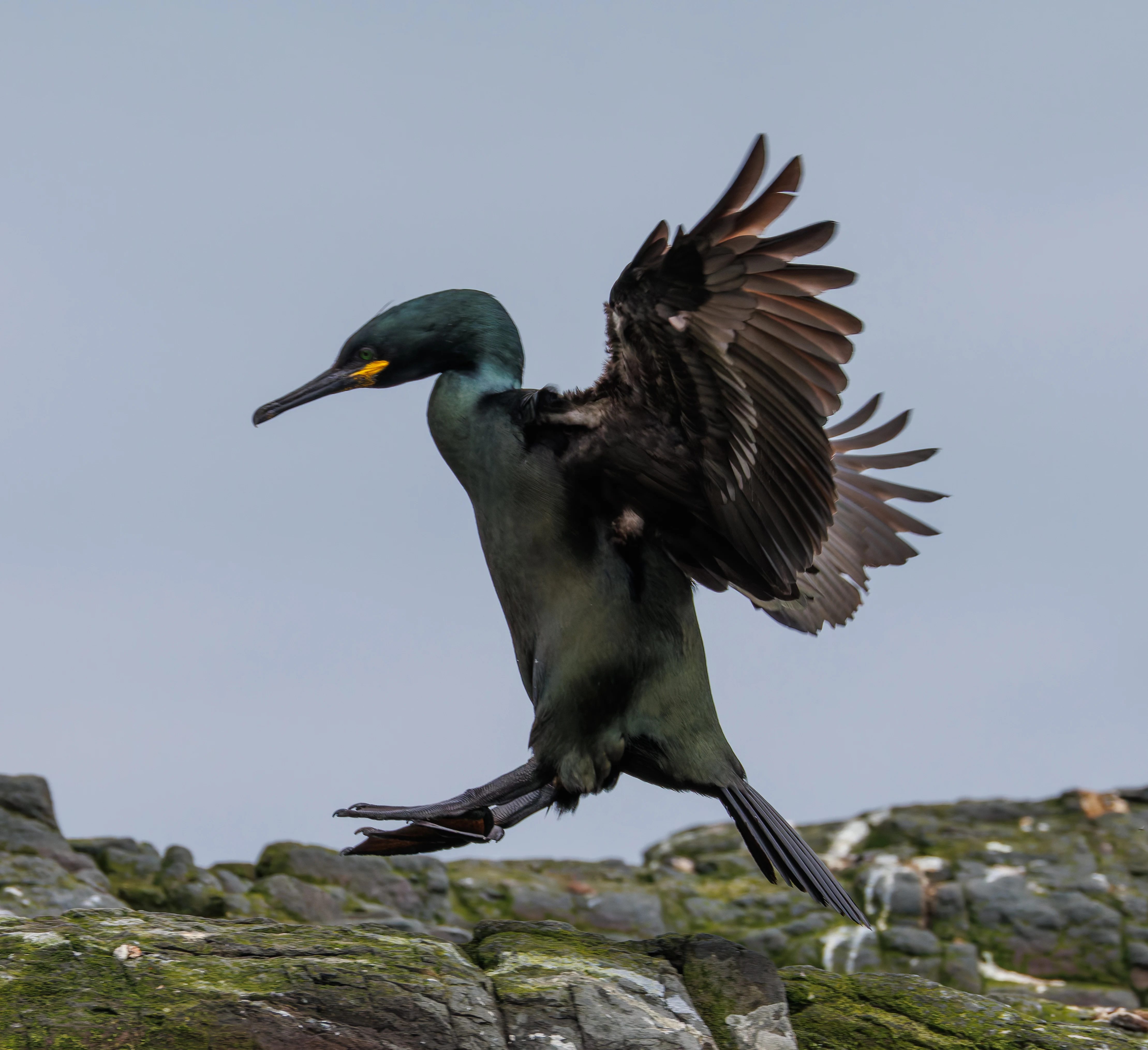 Shag, Farne Islands, Seahouses, Northumberland, UK — photo by Orlando Prugel-Bennett