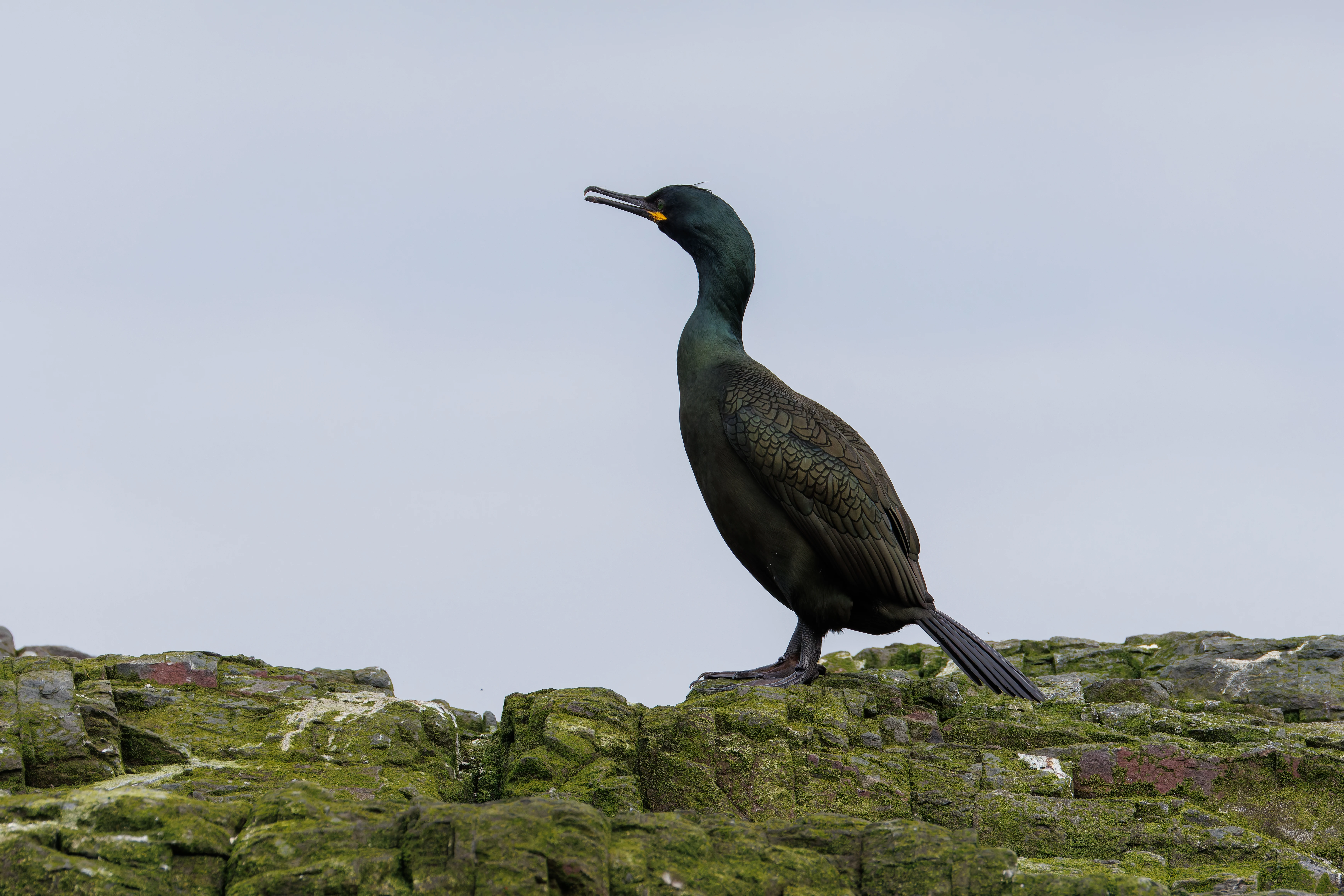 Shag, Farne Islands, Seahouses, Northumberland, UK — photo by Orlando Prugel-Bennett