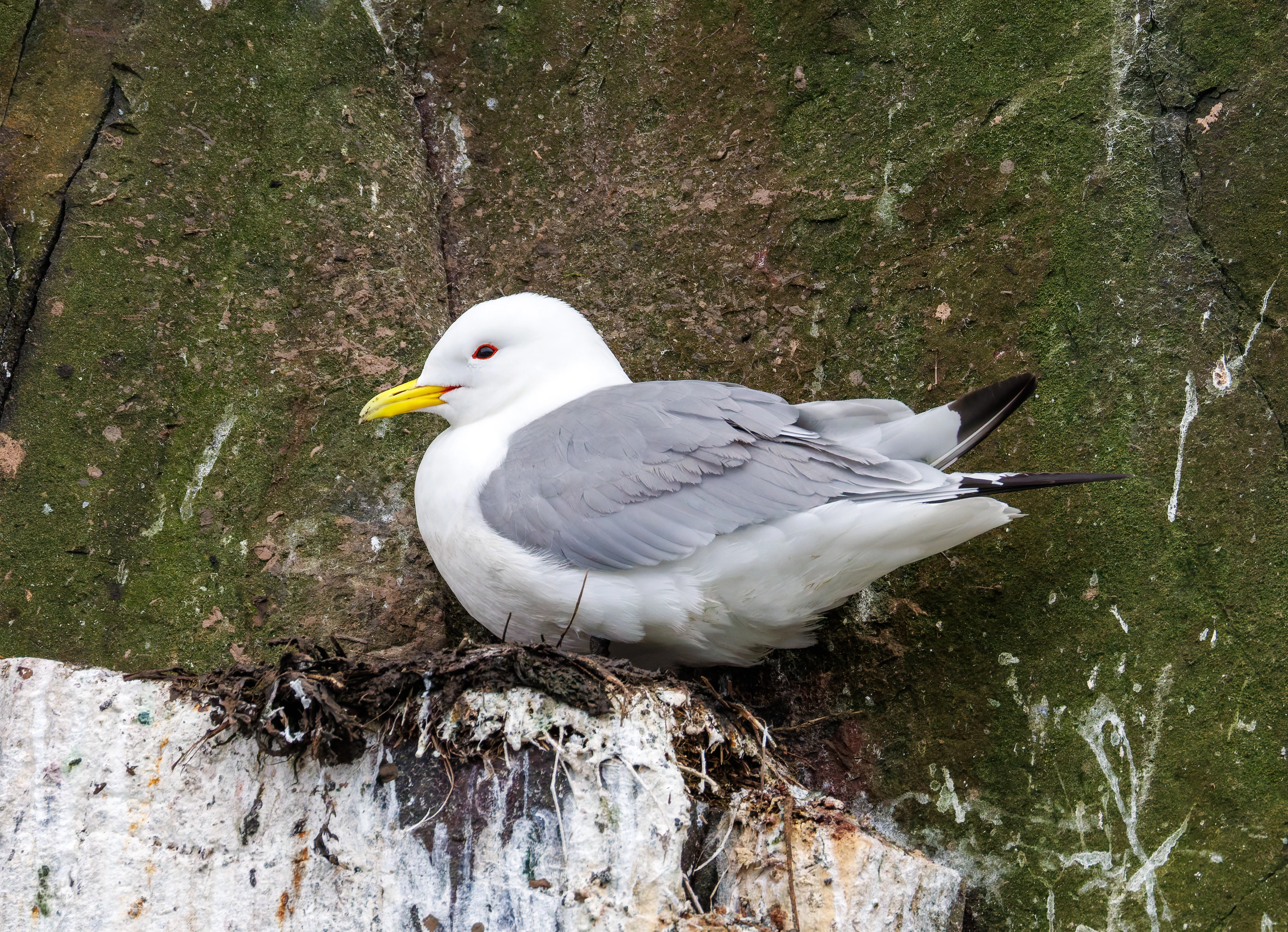 Kittiwake, Farne Islands, Seahouses, Northumberland, UK — photo by Orlando Prugel-Bennett