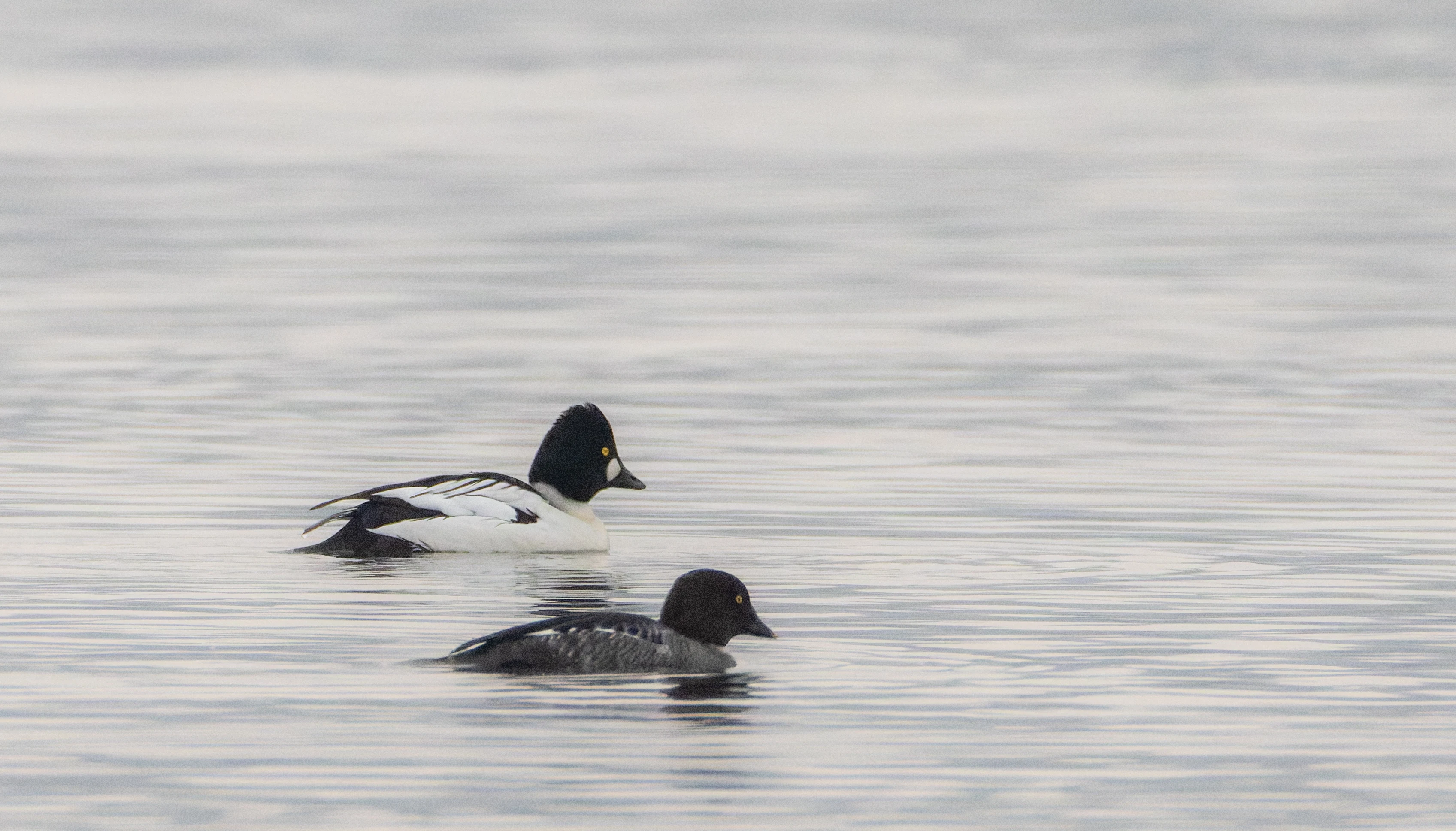 Goldeneye Male & Female, Leighton Moss, UK — photo by Orlando Prugel-Bennett