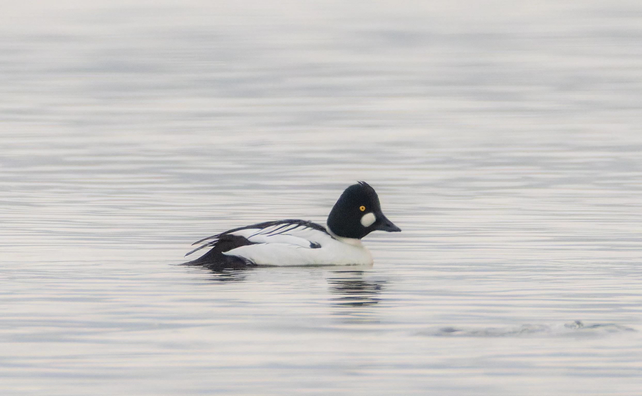 Goldeneye Male, Leighton Moss, UK — photo by Orlando Prugel-Bennett
