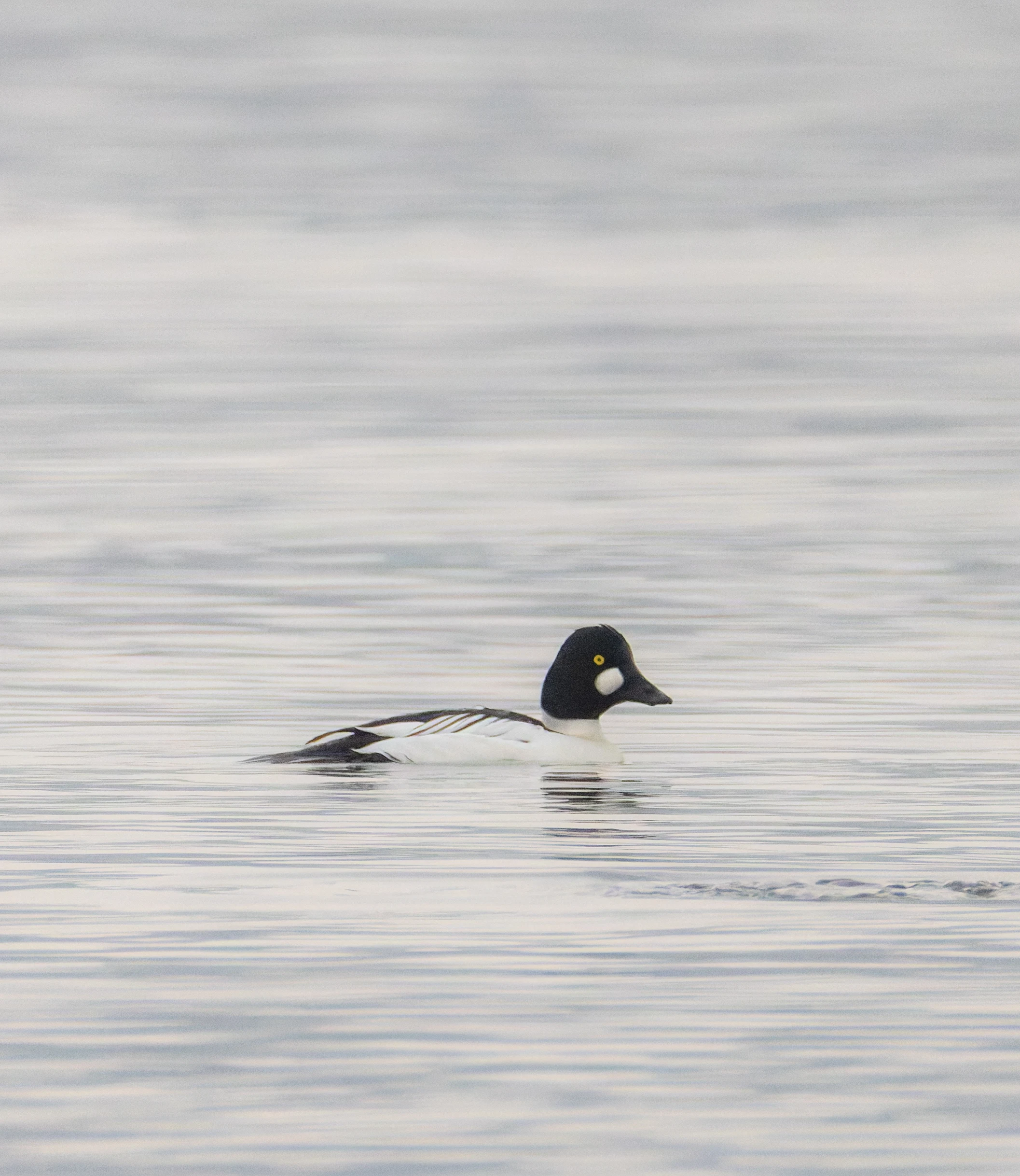 Goldeneye Male, Leighton Moss, UK — photo by Orlando Prugel-Bennett