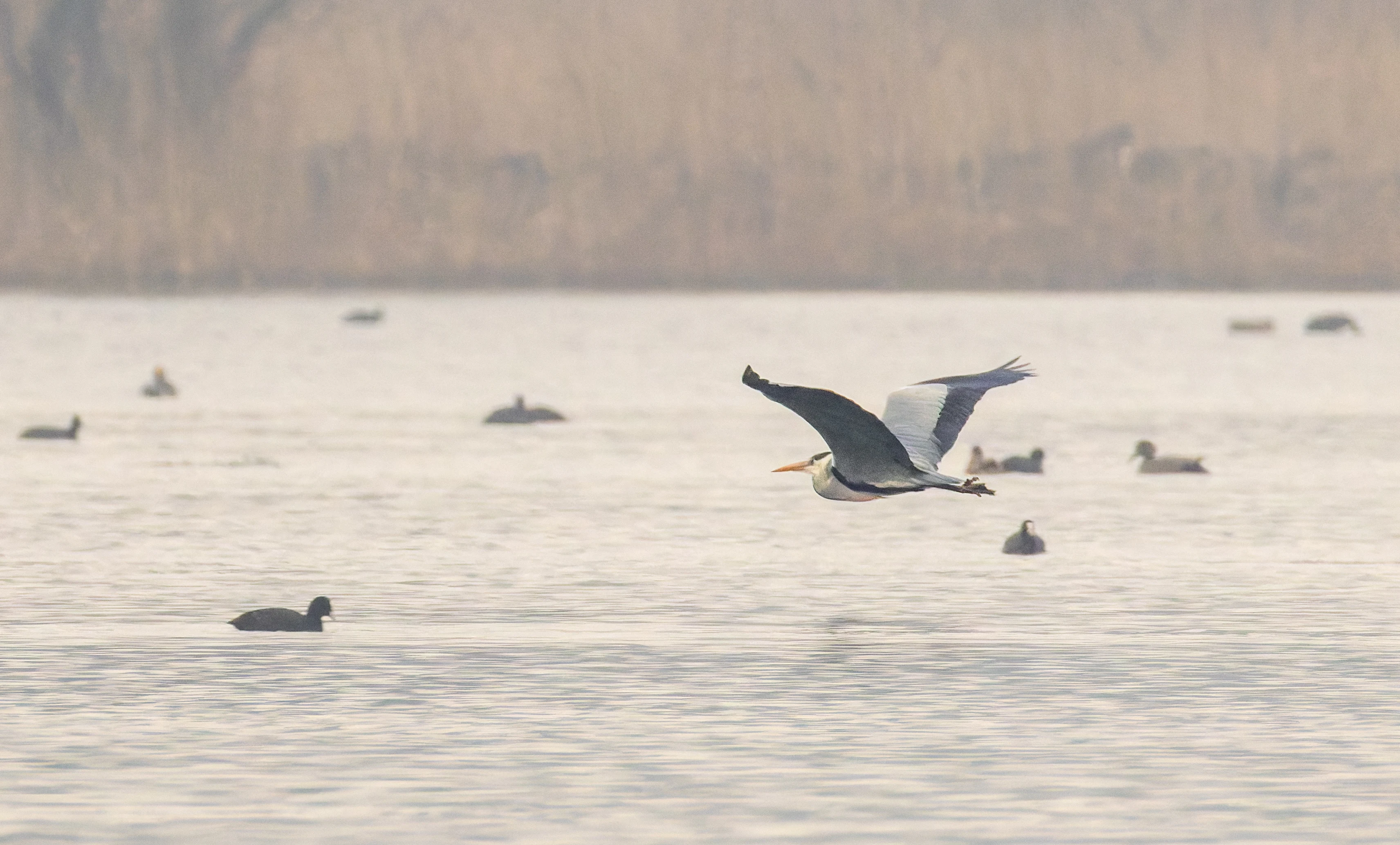 Grey Heron, Leighton Moss, UK — photo by Orlando Prugel-Bennett