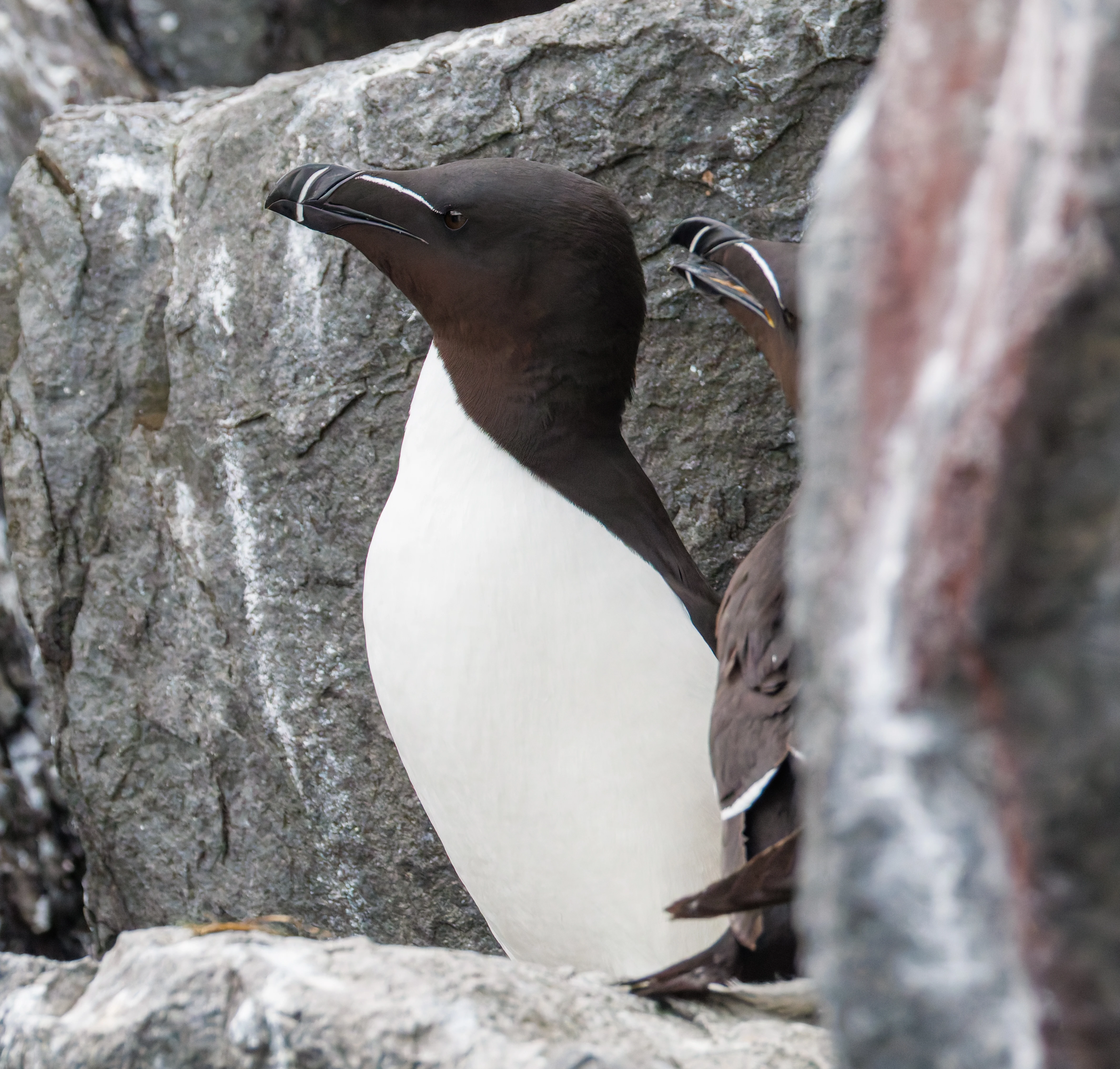 Razorbill, Farne Islands, Seahouses, Northumberland, UK — photo by Orlando Prugel-Bennett