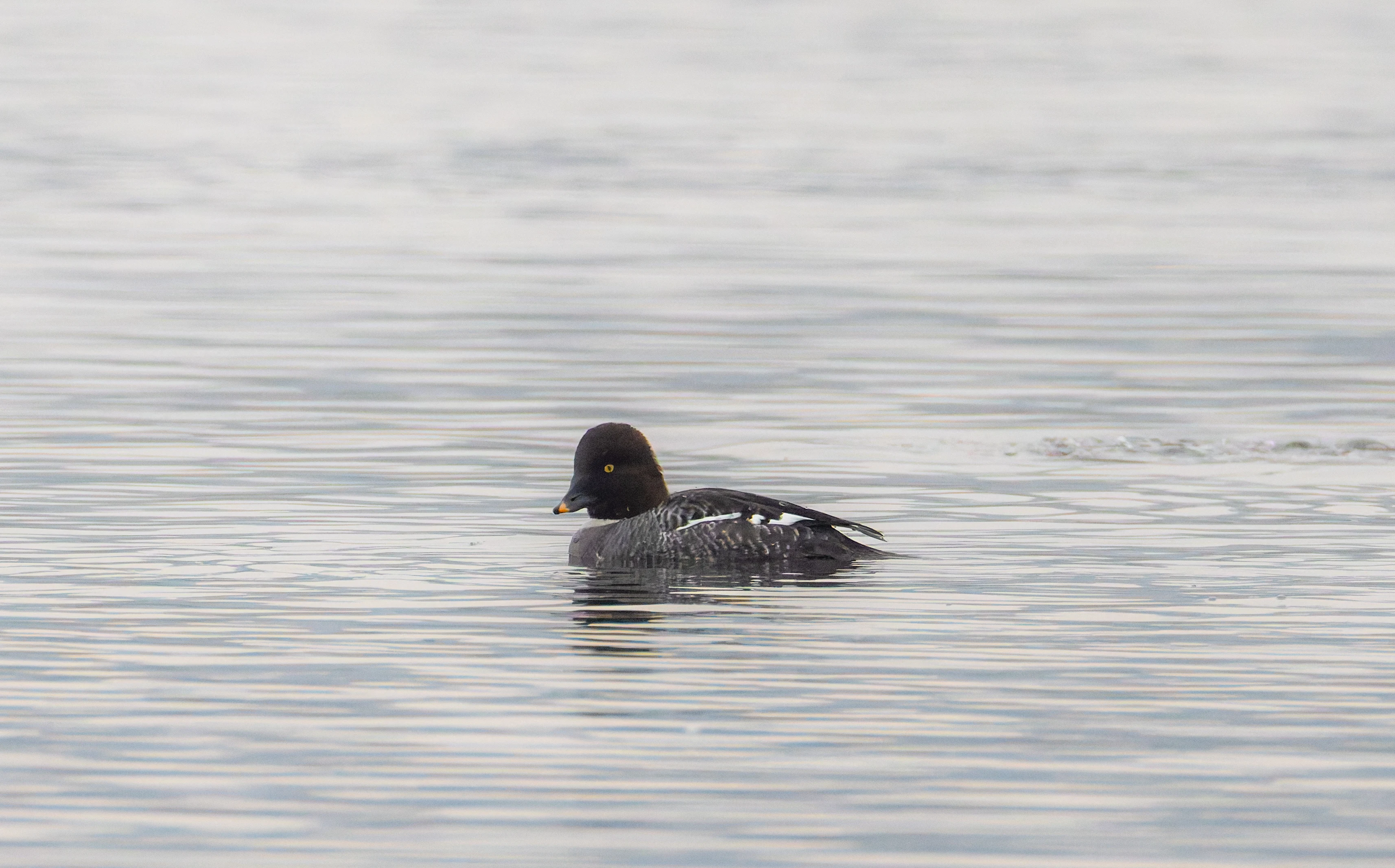 Goldeneye Female, Leighton Moss, UK — photo by Orlando Prugel-Bennett
